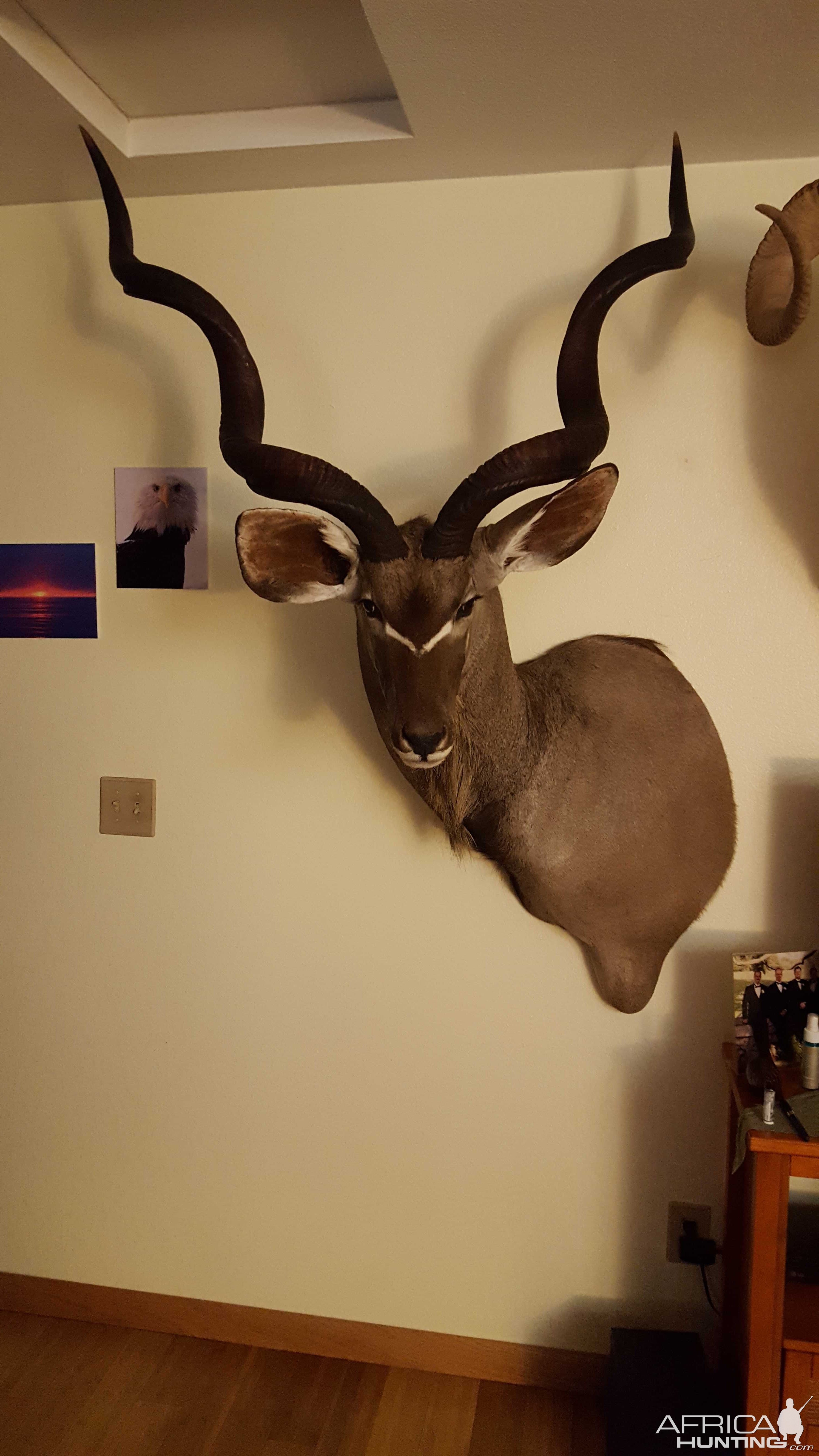 Kudu Shoulder Mount Taxidermy