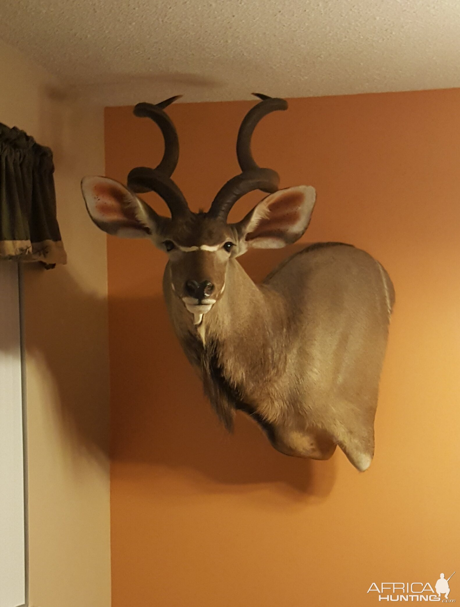 Kudu Shoulder Mount Taxidermy