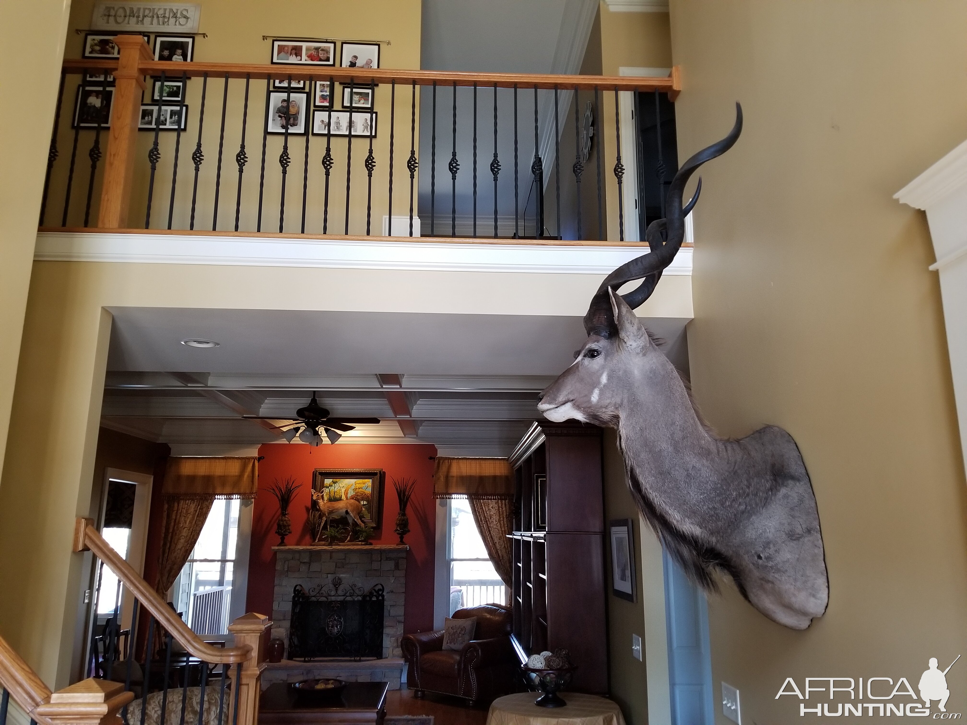 Kudu Shoulder Mount Taxidermy