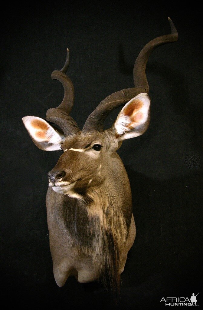 Kudu Shoulder Mount Taxidermy