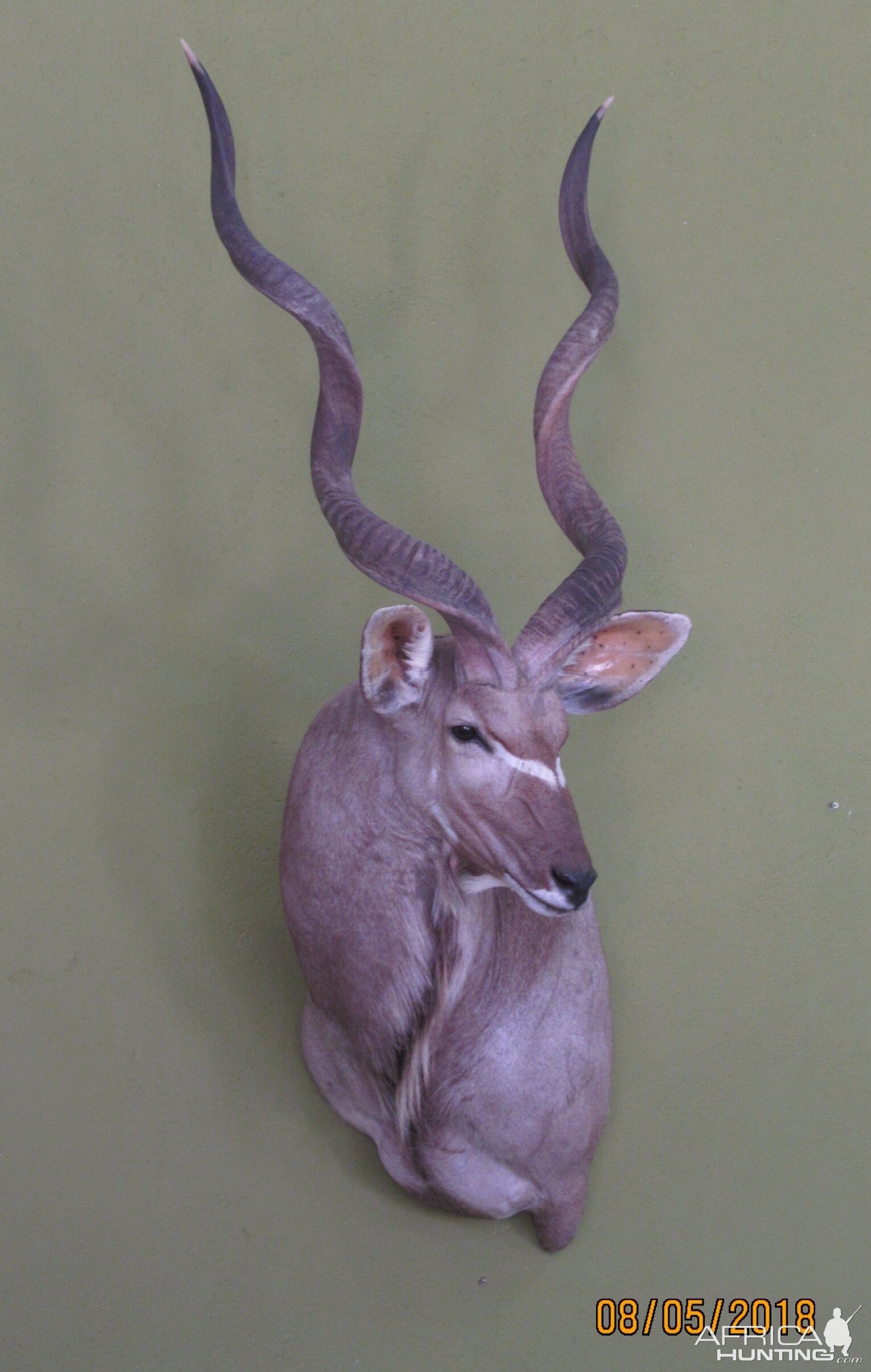 Kudu Shoulder Mount Taxidermy