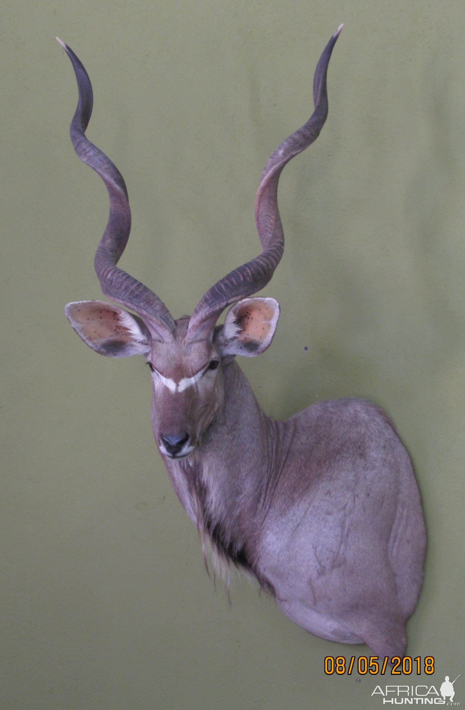 Kudu Shoulder Mount Taxidermy