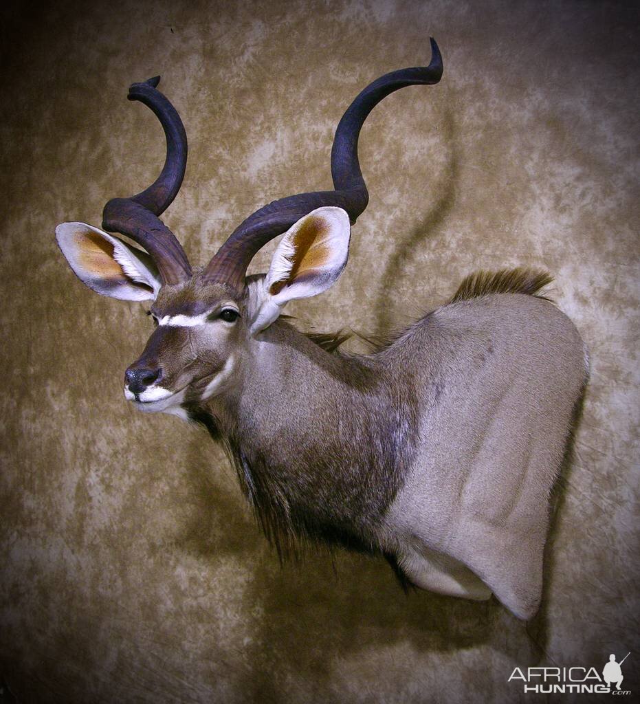 Kudu Shoulder Mount Taxidermy