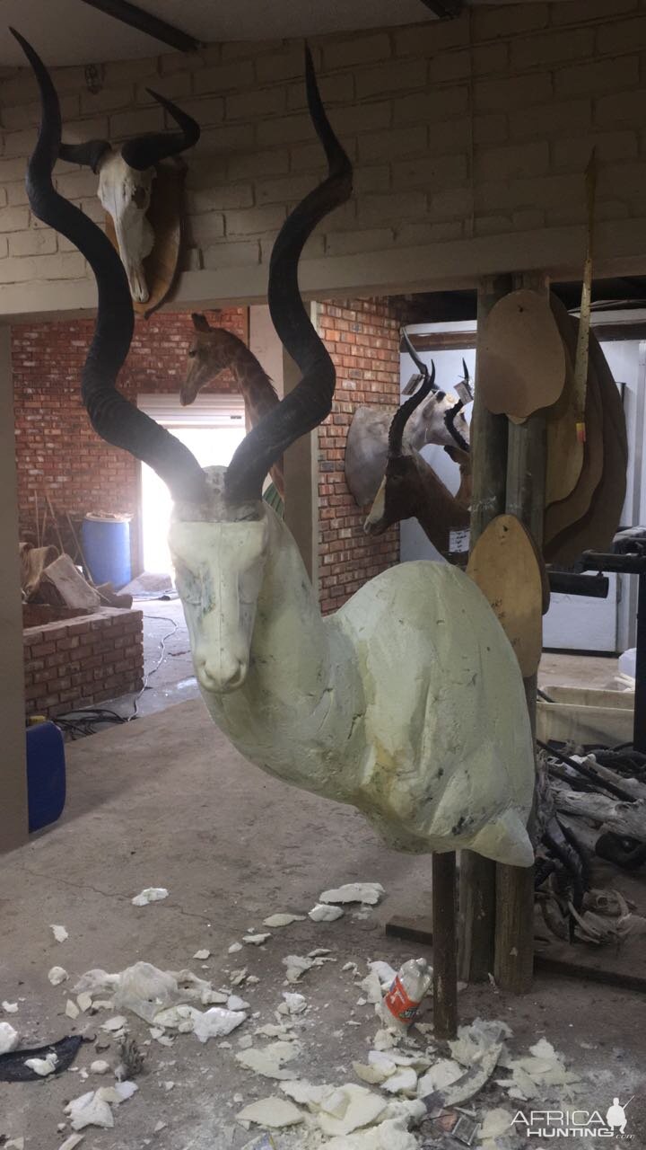 Kudu Shoulder Mount Taxidermy