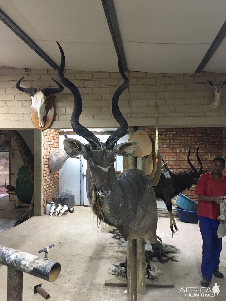 Kudu Shoulder Mount Taxidermy