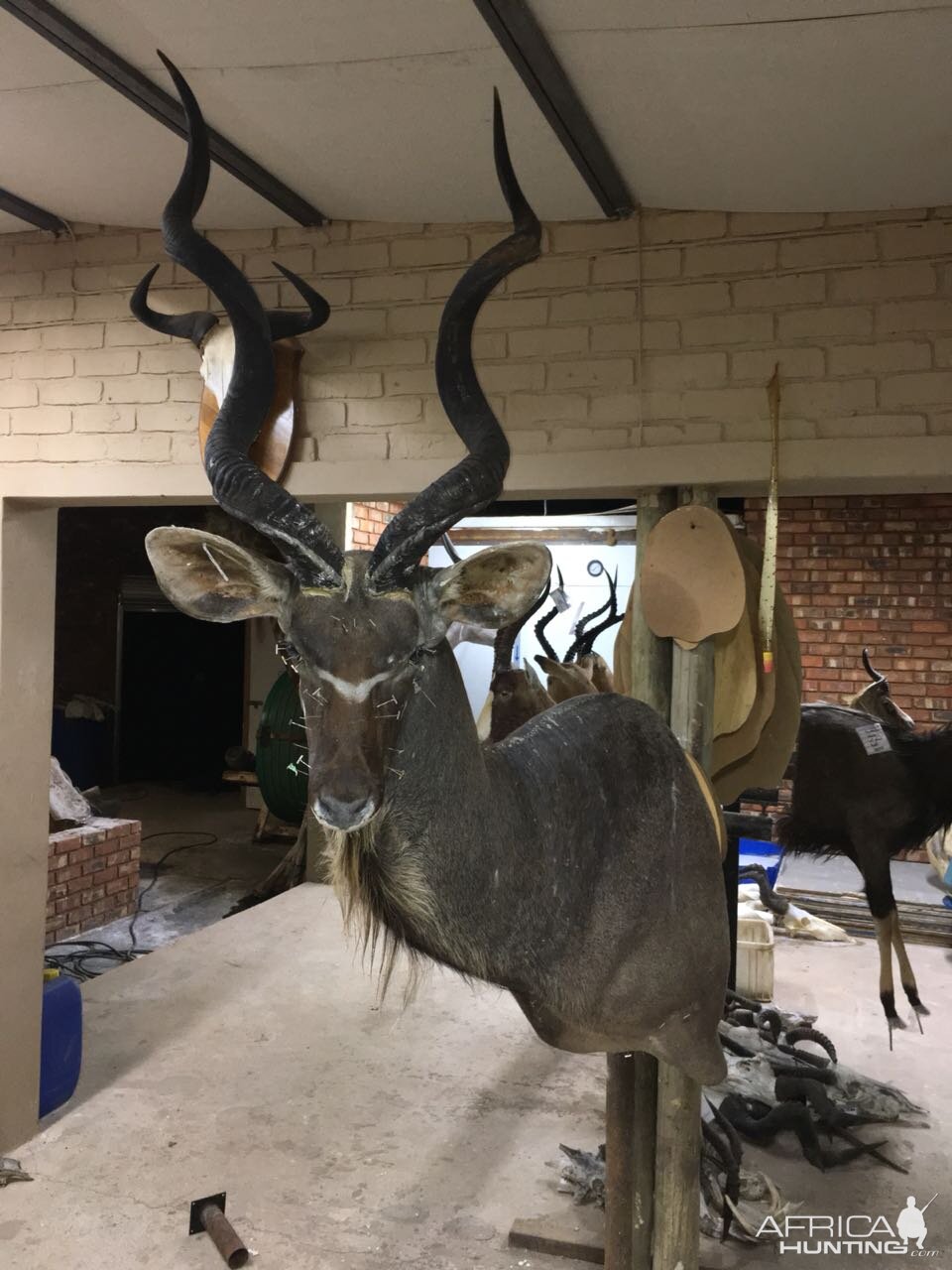 Kudu Shoulder Mount Taxidermy