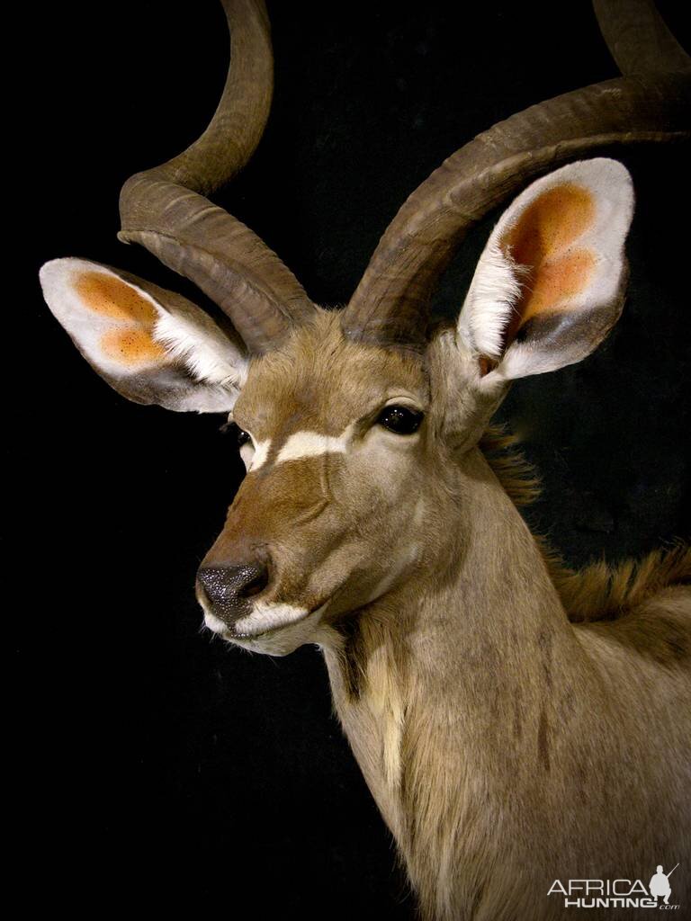 Kudu Shoulder Mount Taxidermy