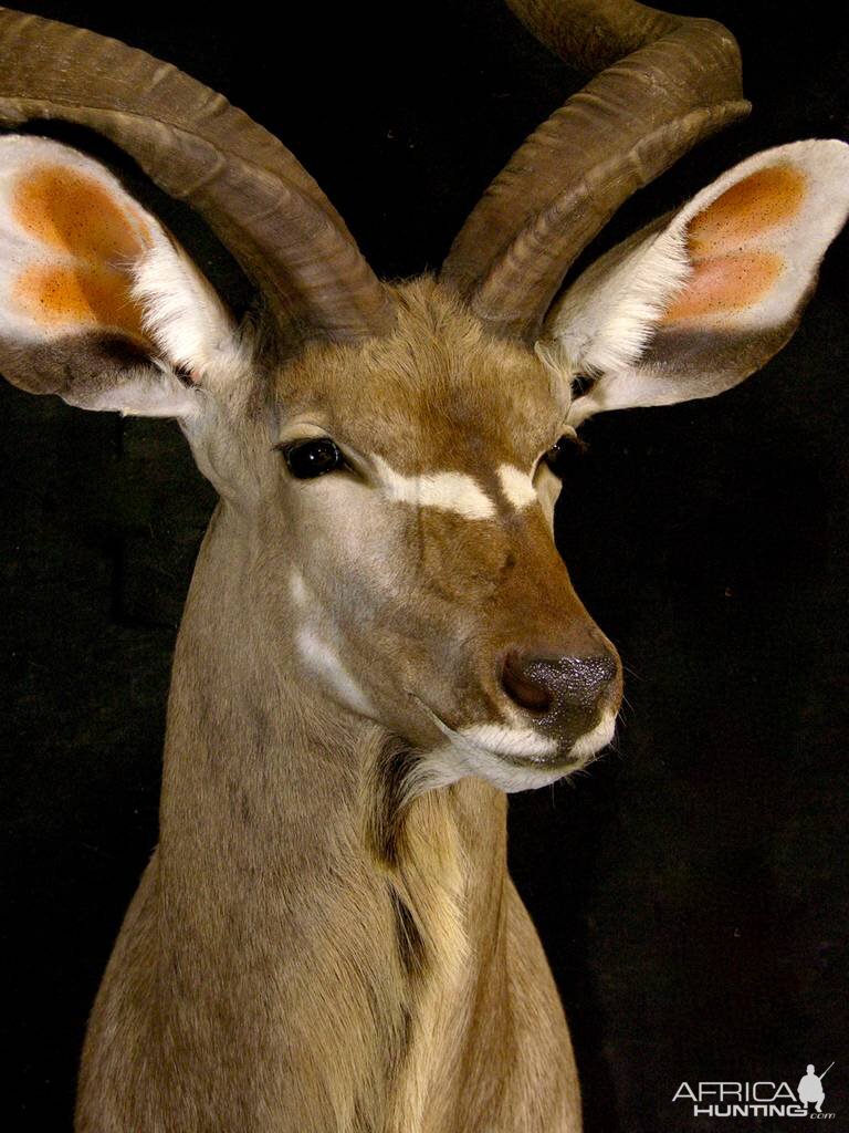 Kudu Shoulder Mount Taxidermy