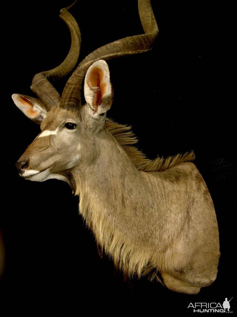 Kudu Shoulder Mount Taxidermy