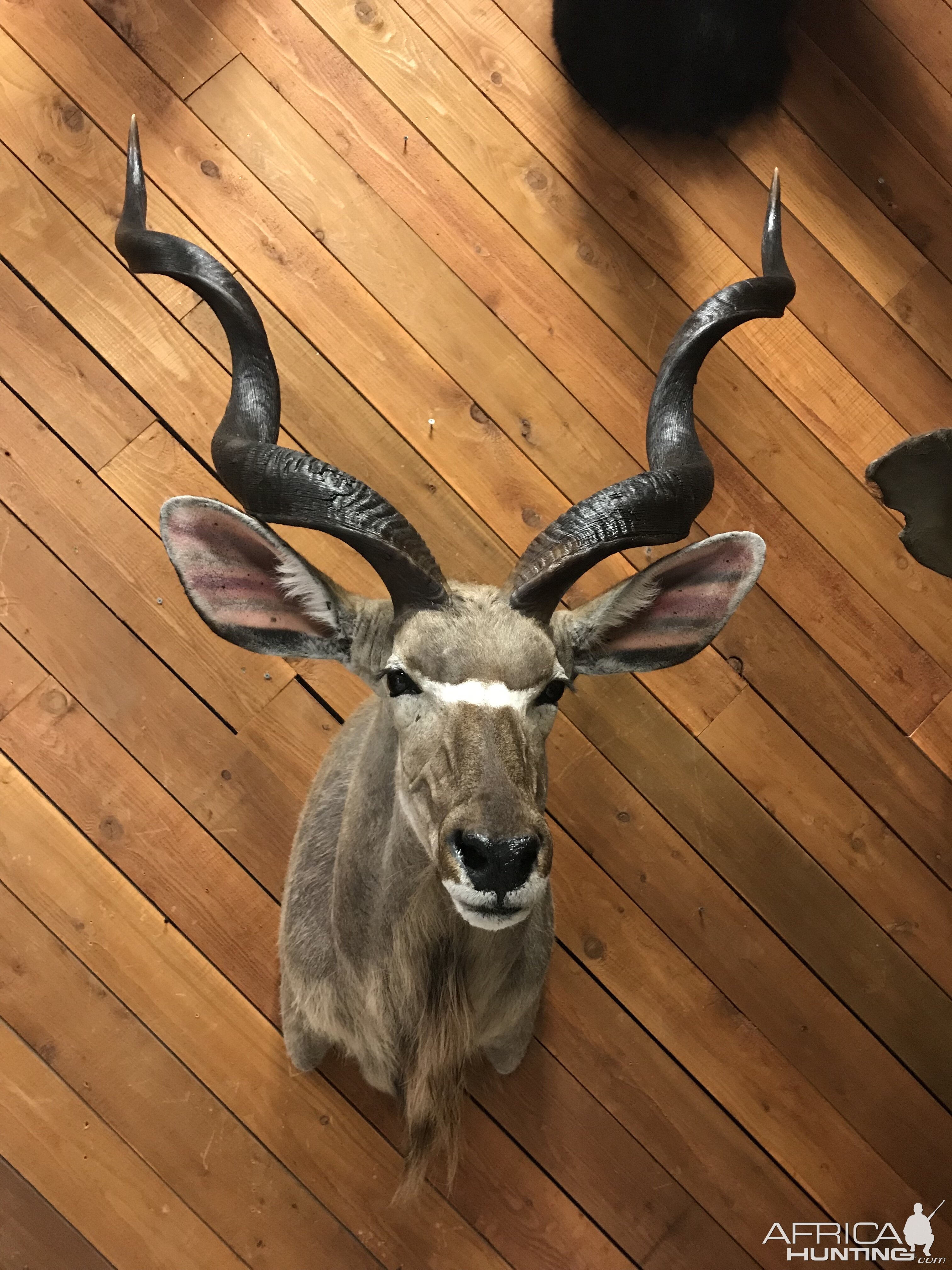 Kudu Shoulder Mount Taxidermy