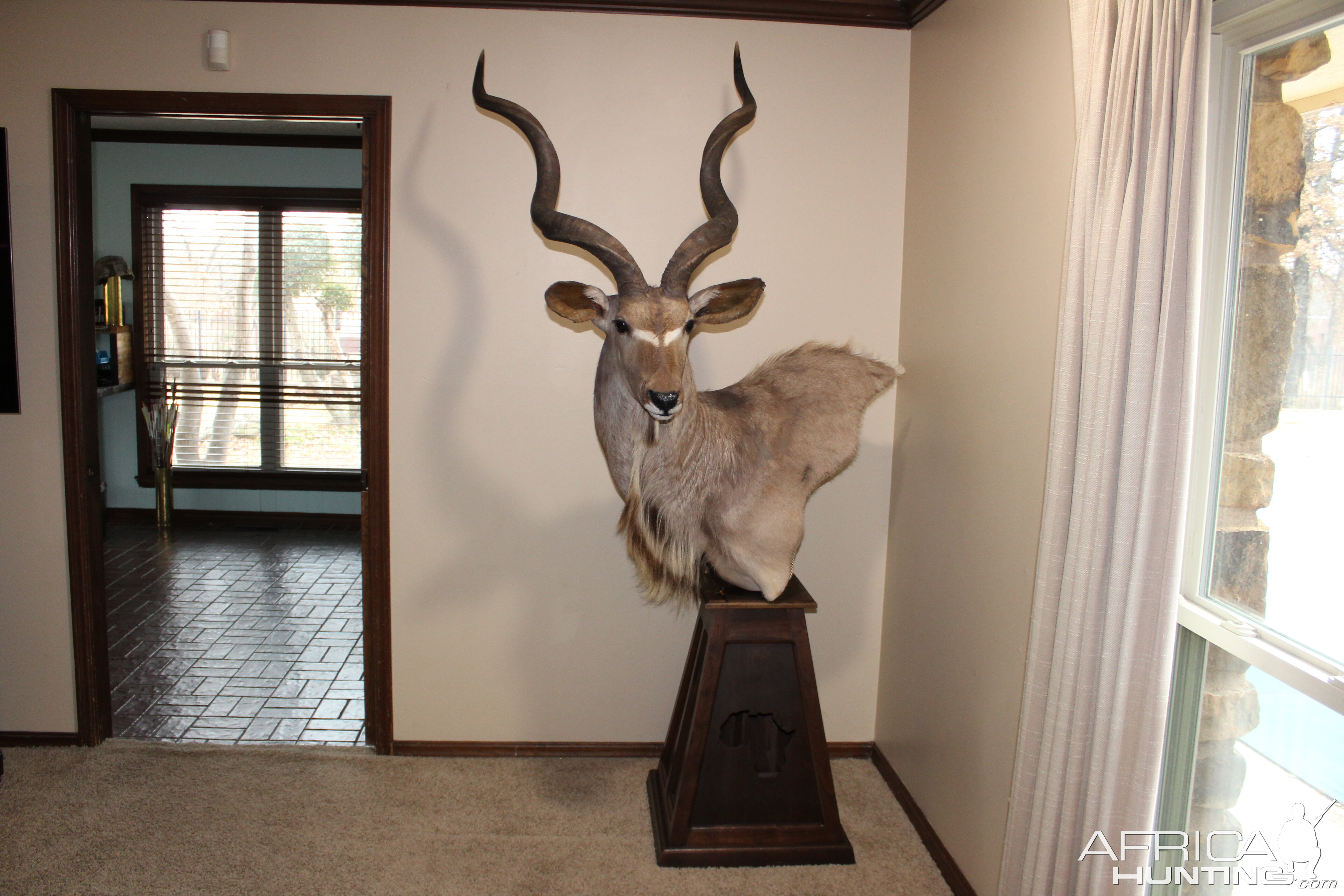 Kudu Shoulder Mount Taxidermy