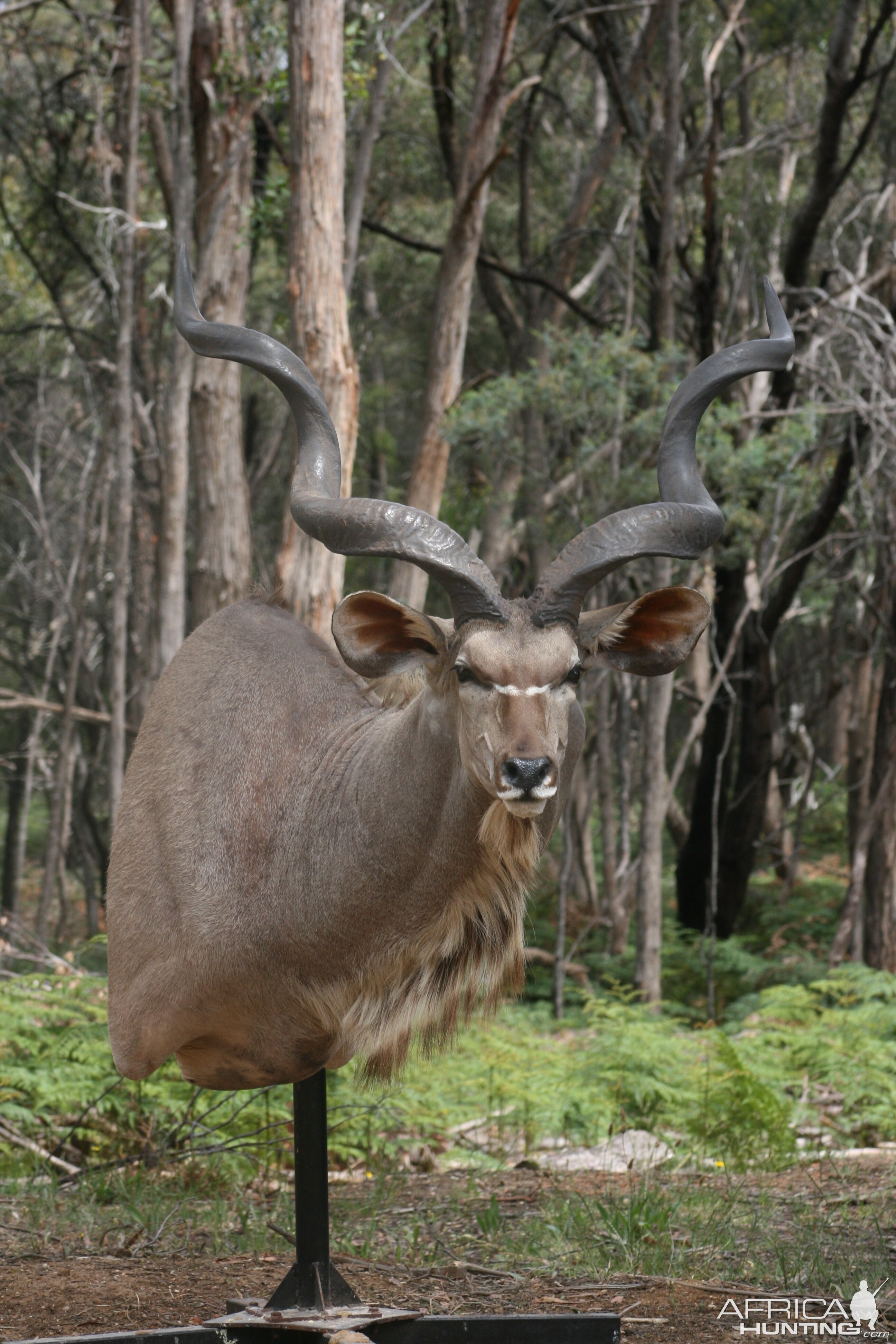 Kudu Shoulder Mount Taxidermy