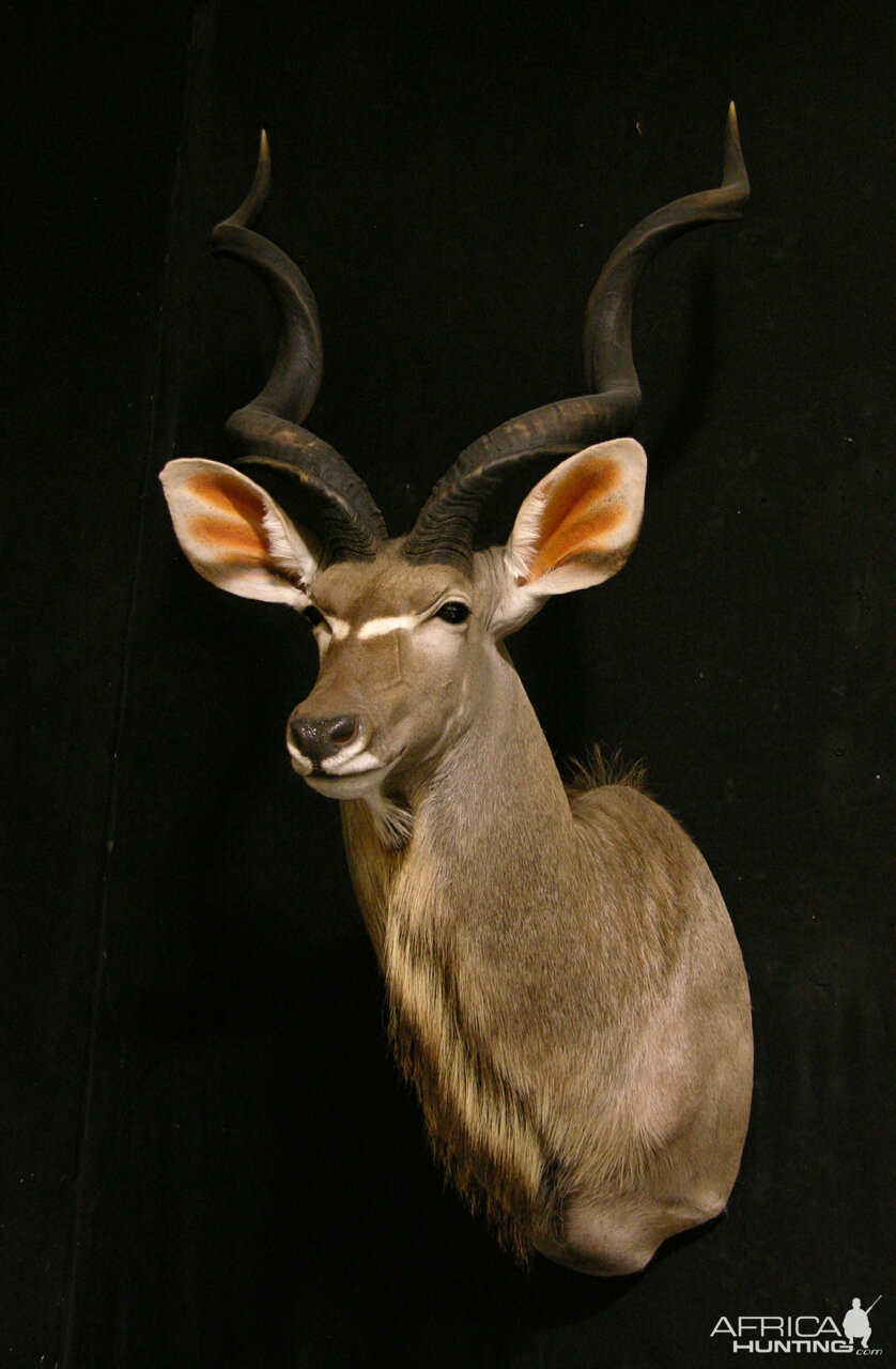 Kudu Shoulder Mount Taxidermy