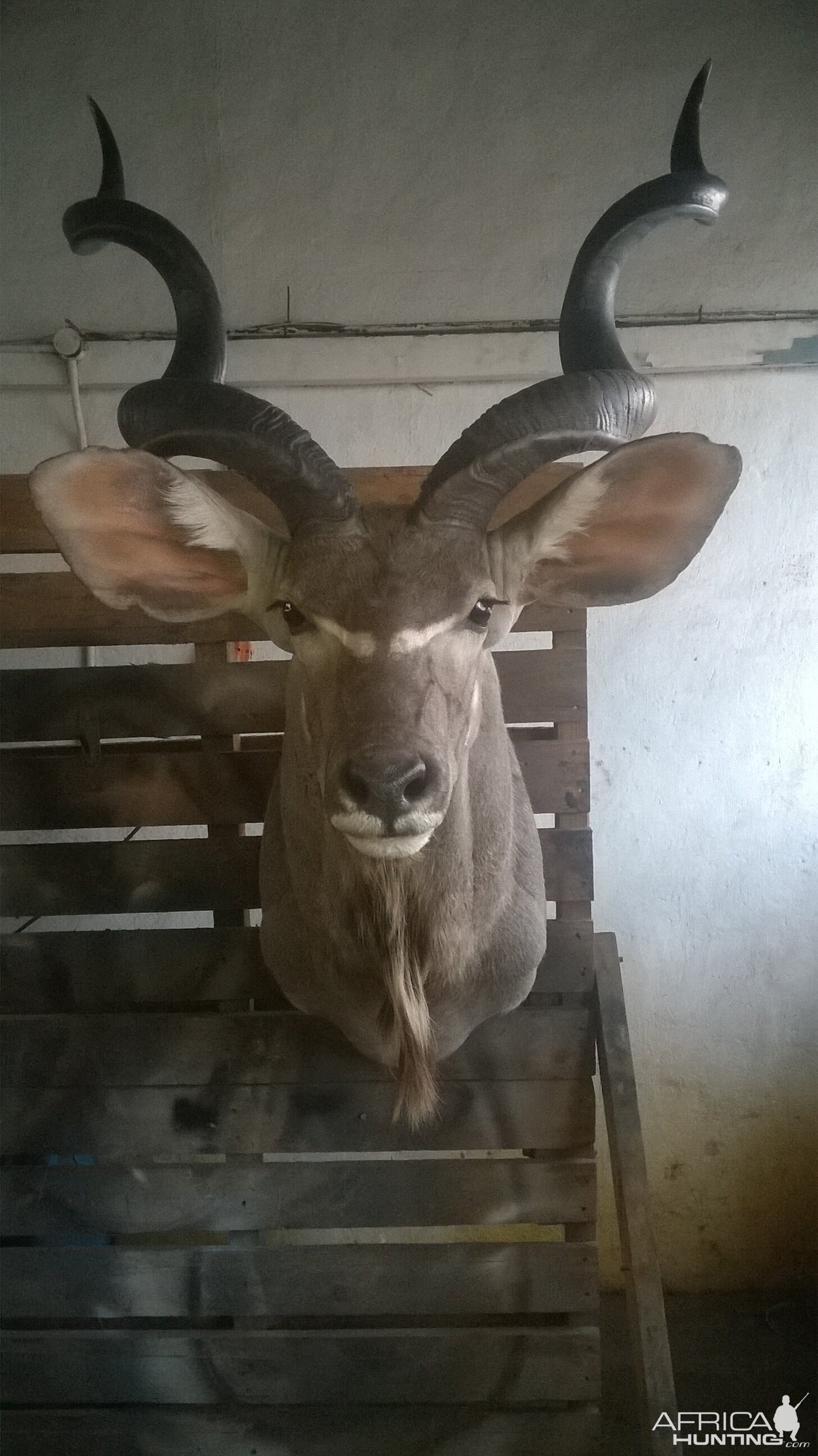 Kudu Shoulder Mount Taxidermy