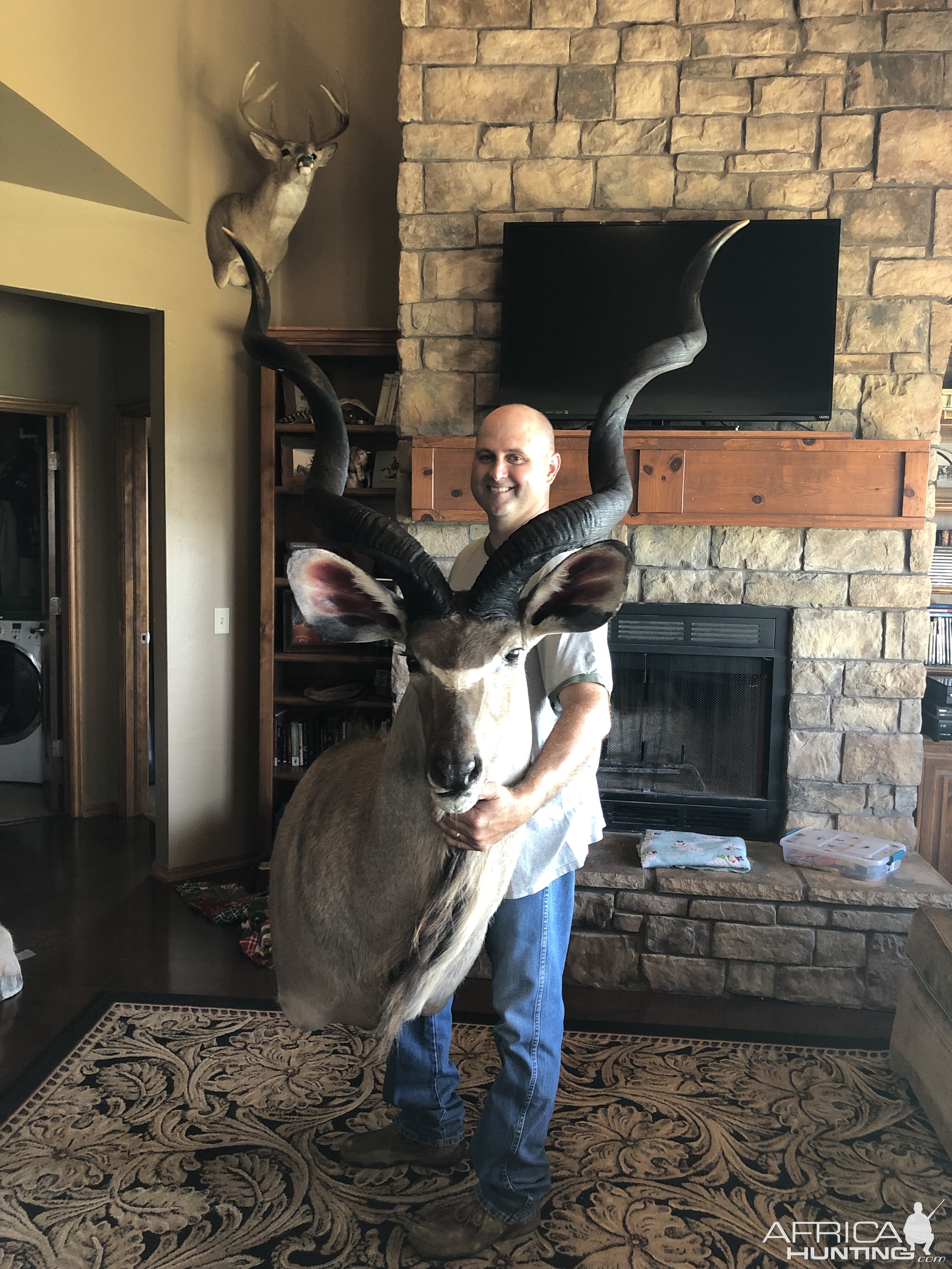 Kudu Shoulder Mount Taxidermy