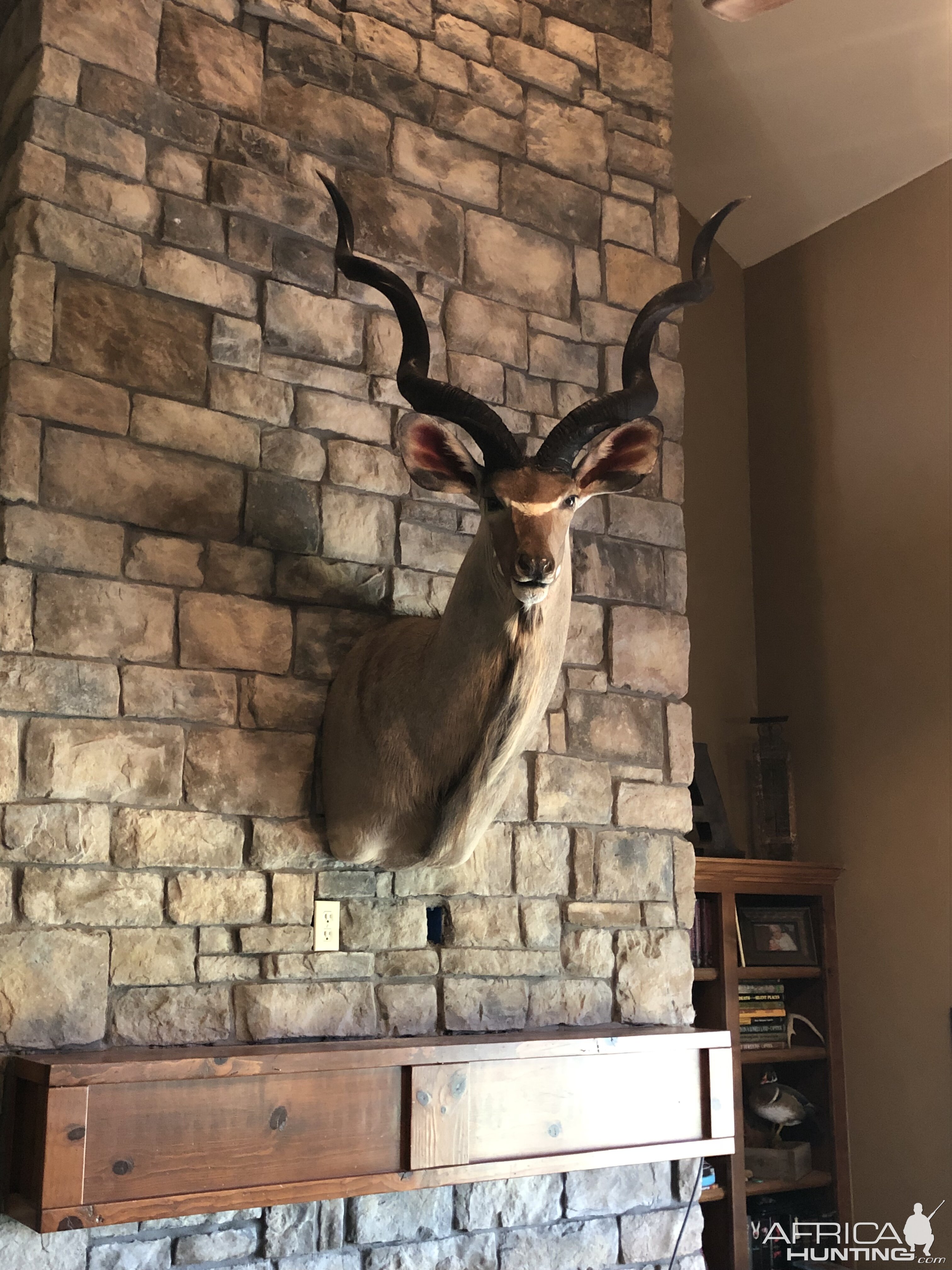 Kudu Shoulder Mount Taxidermy