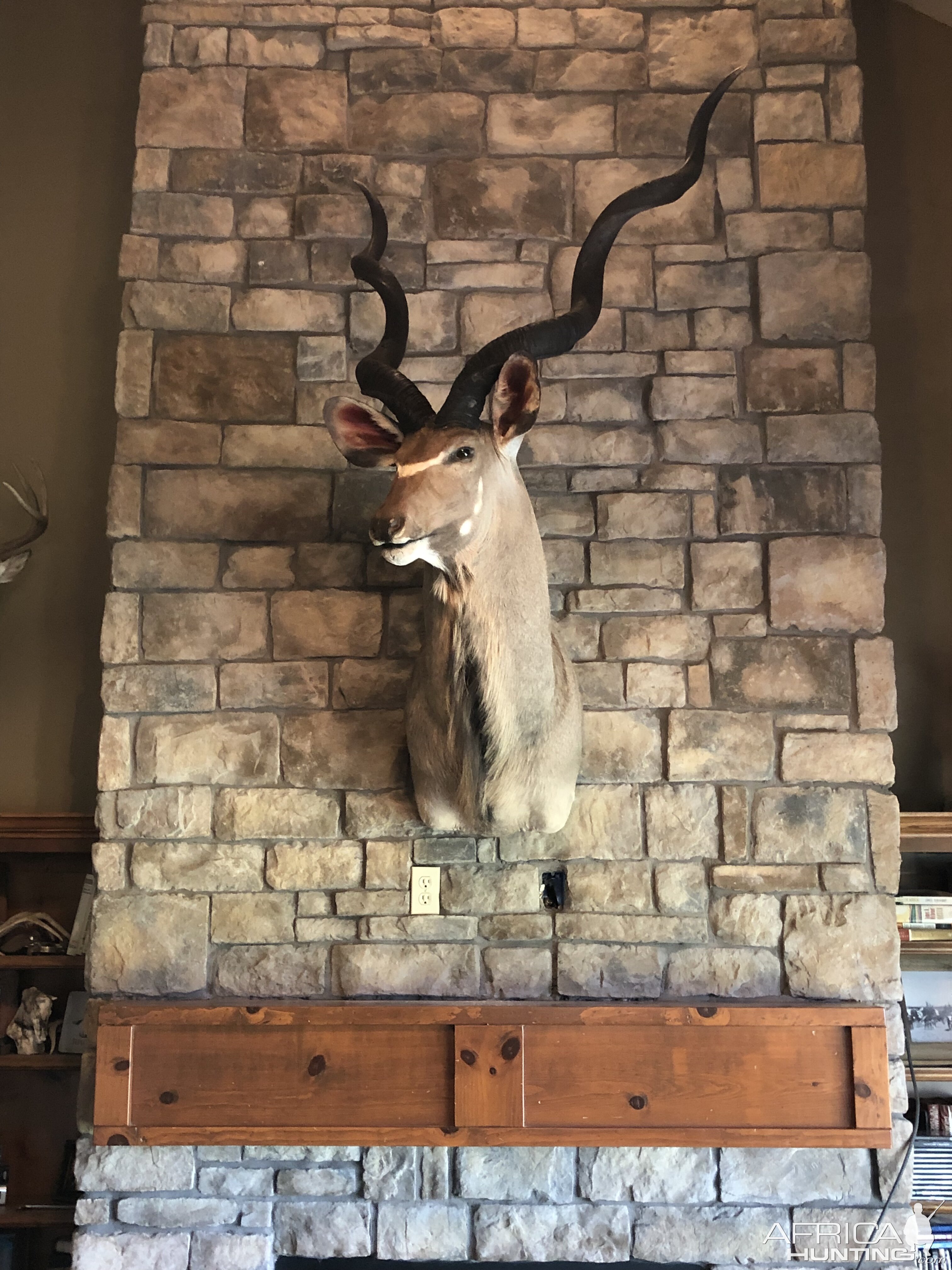 Kudu Shoulder Mount Taxidermy