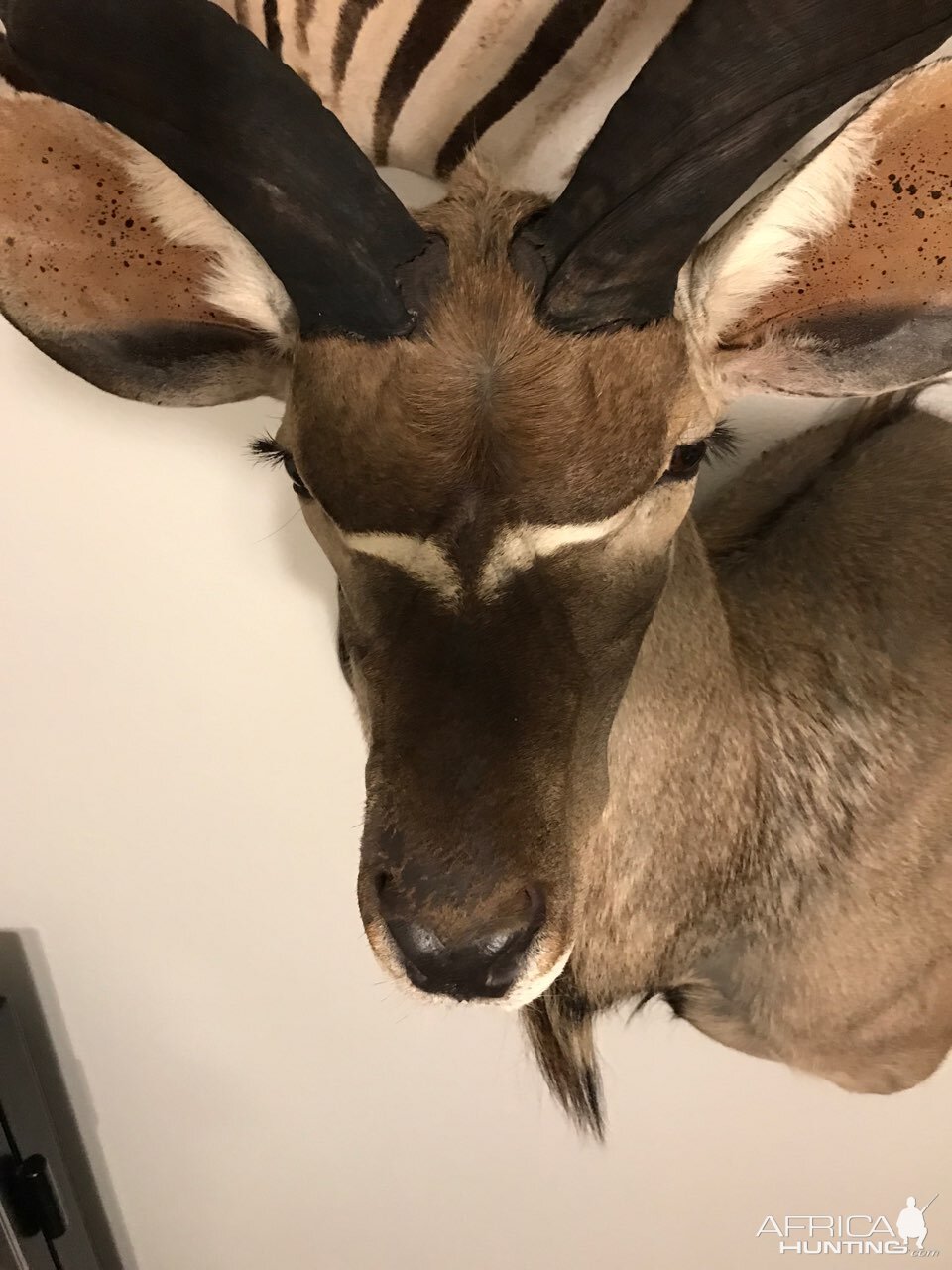 Kudu Shoulder Mount Taxidermy