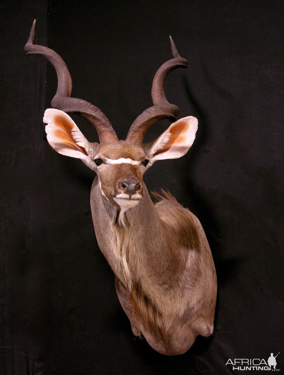 Kudu Shoulder Mount Taxidermy