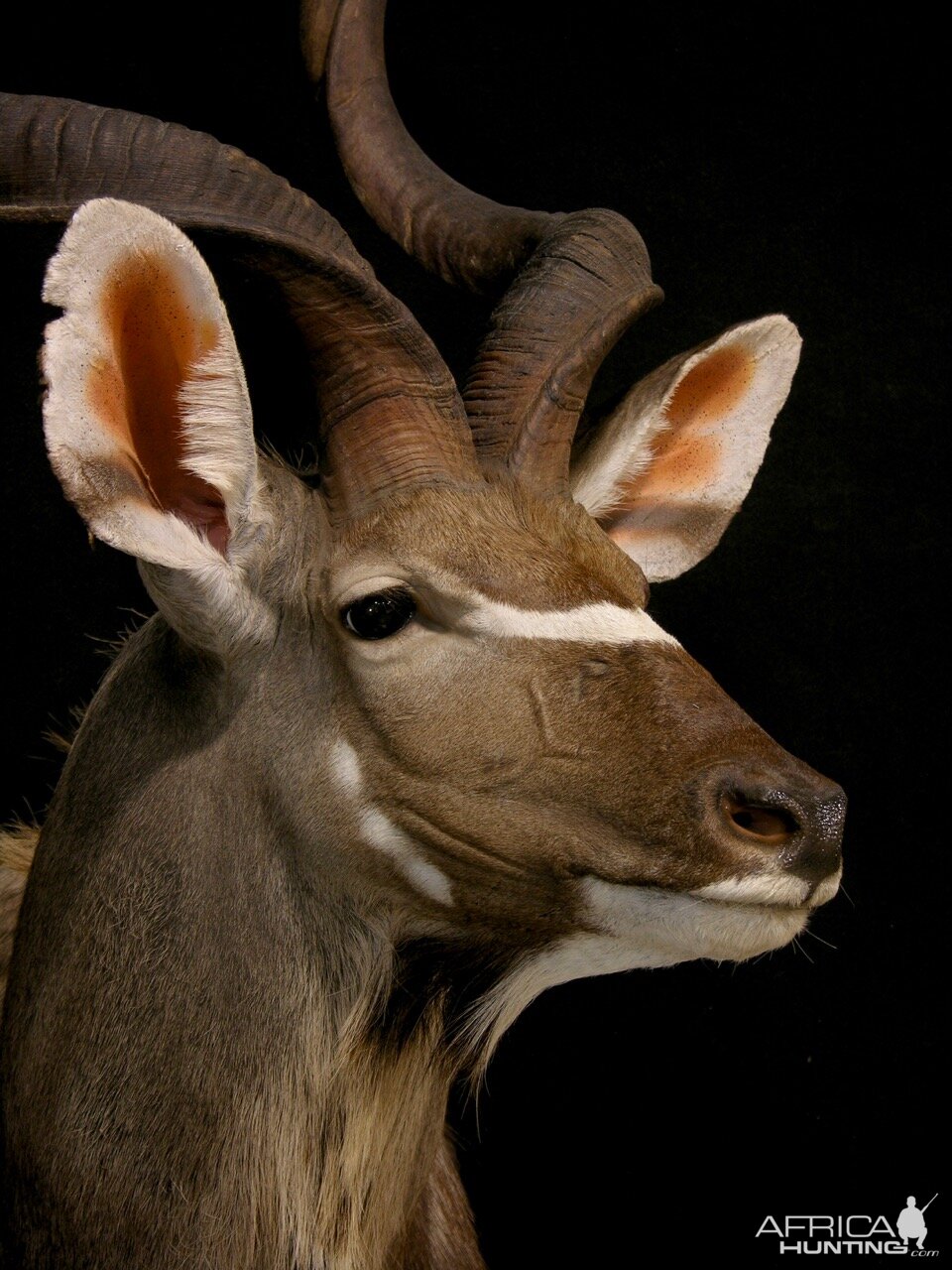 Kudu Shoulder Mount Taxidermy