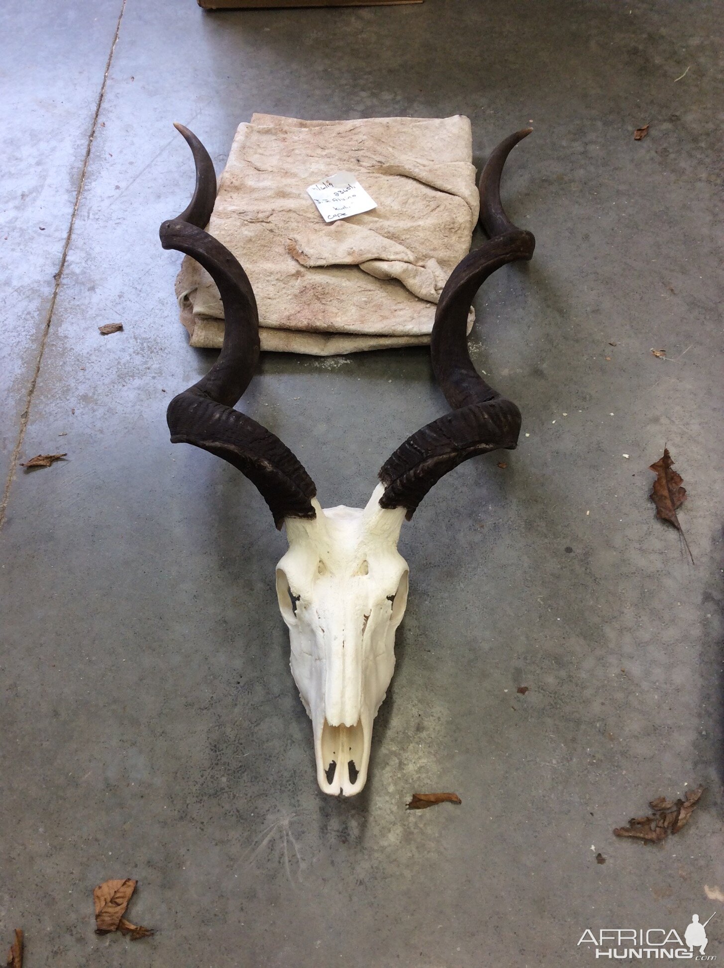 Kudu Skin & Skull