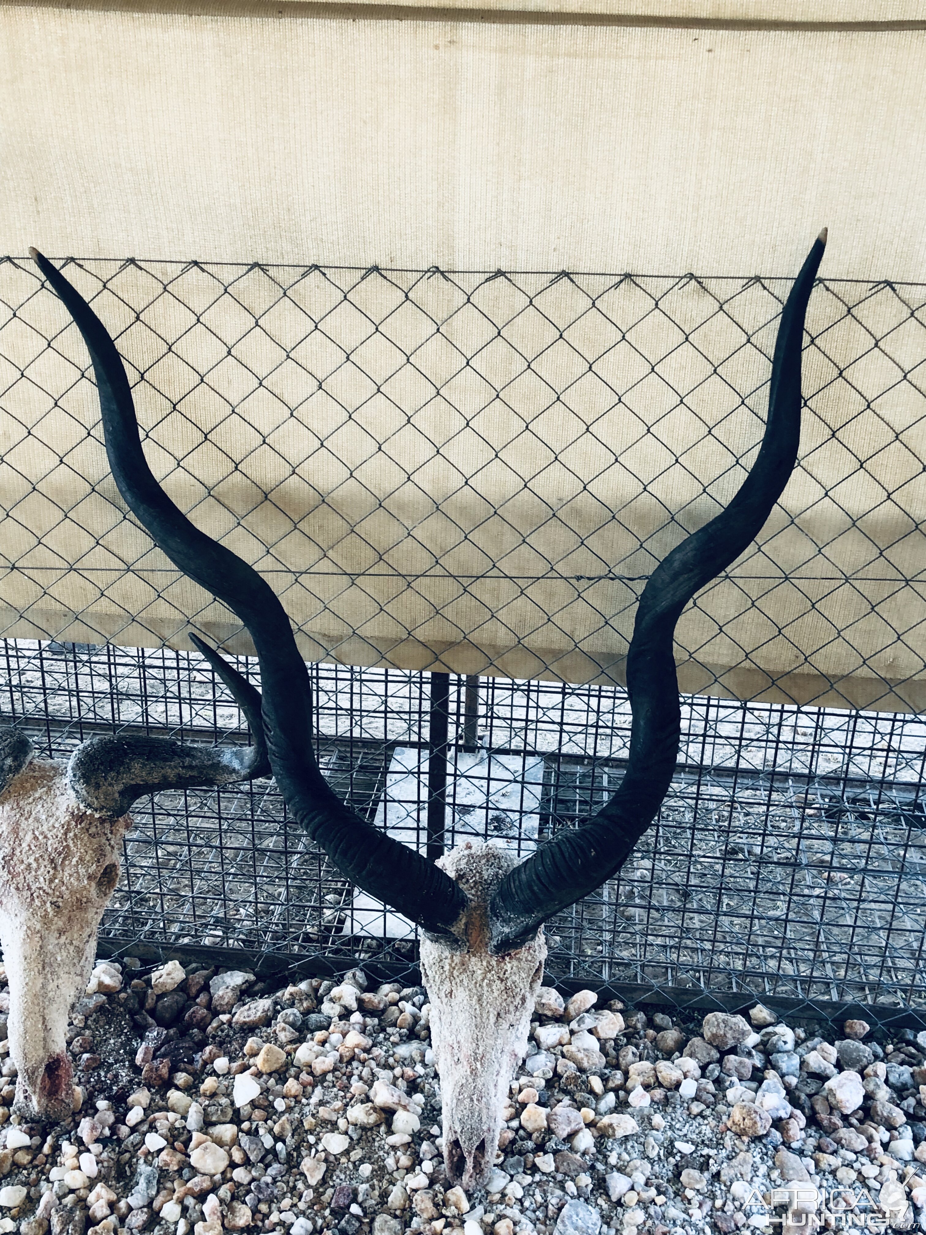 Kudu Skull