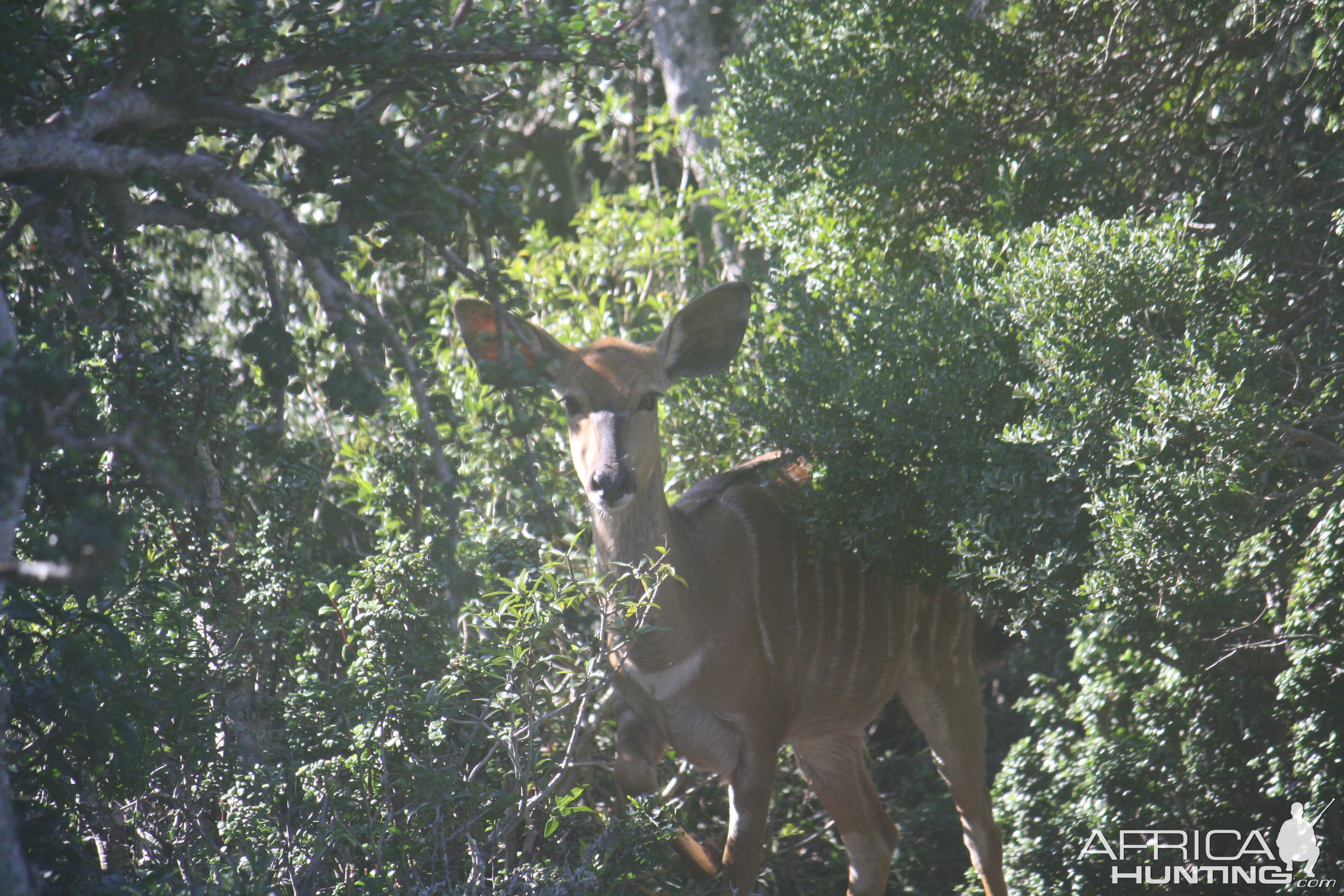 Kudu South Africa KMG Hunting Safaris