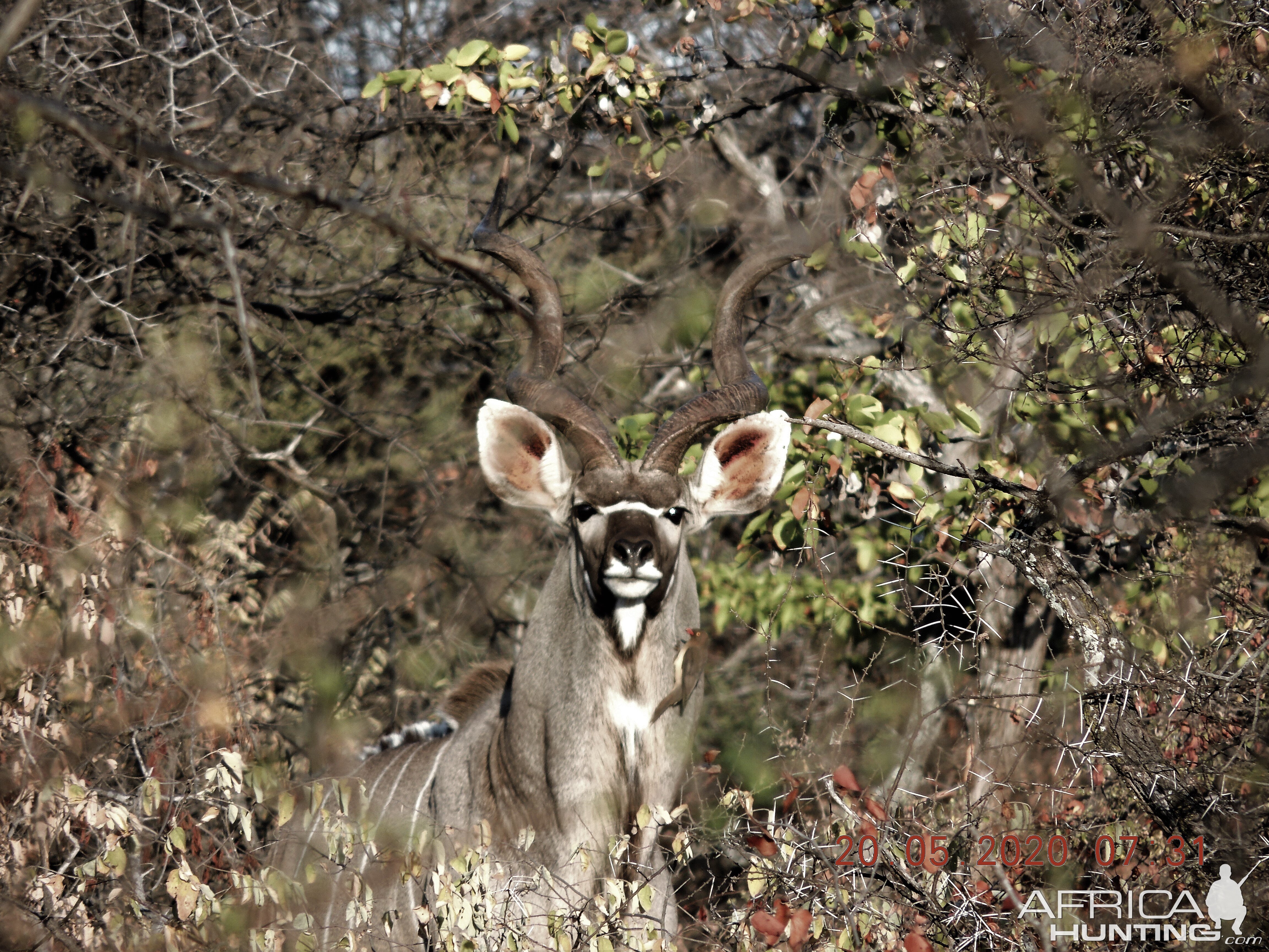 Kudu, South Africa