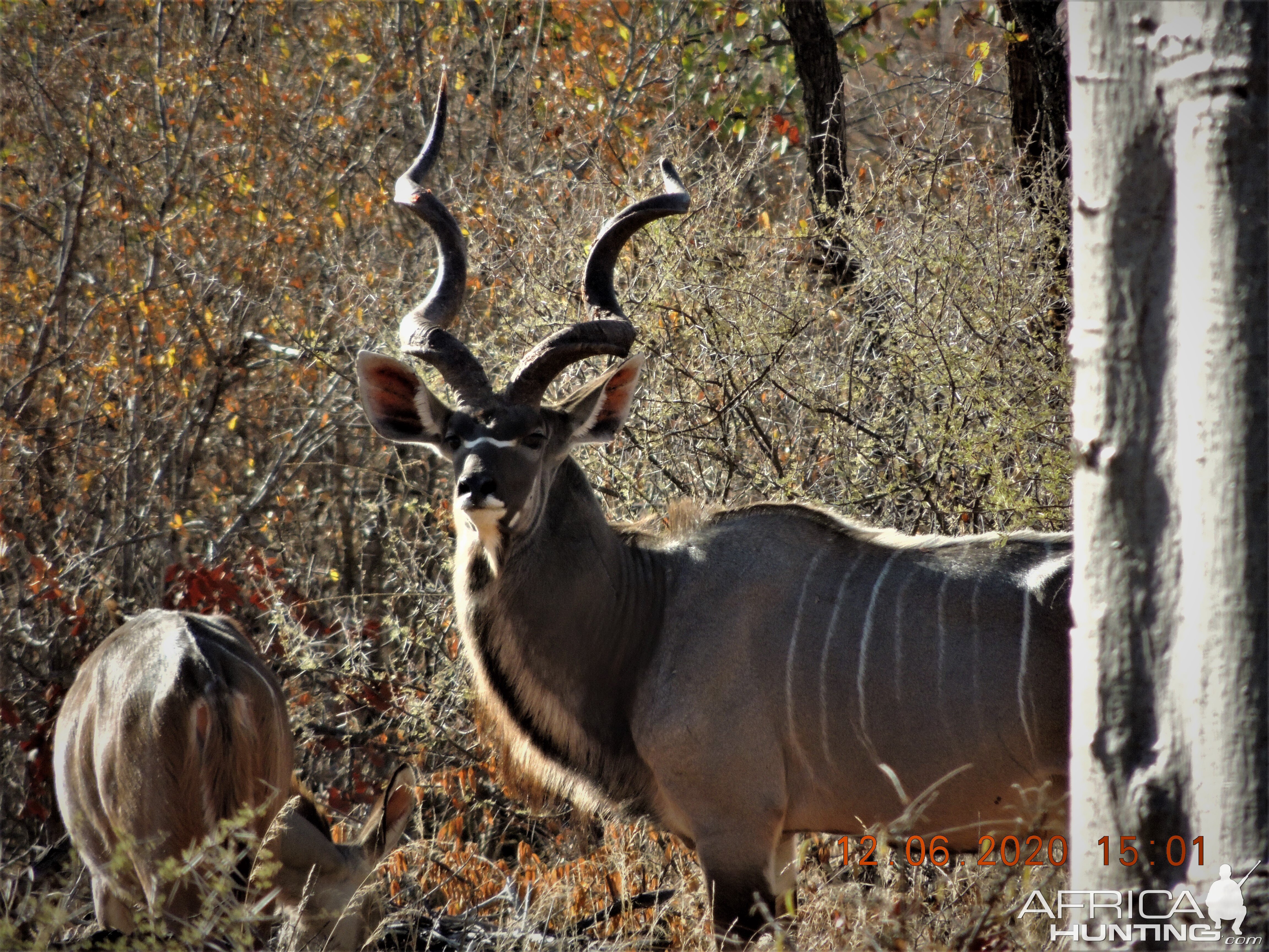 Kudu, South Africa