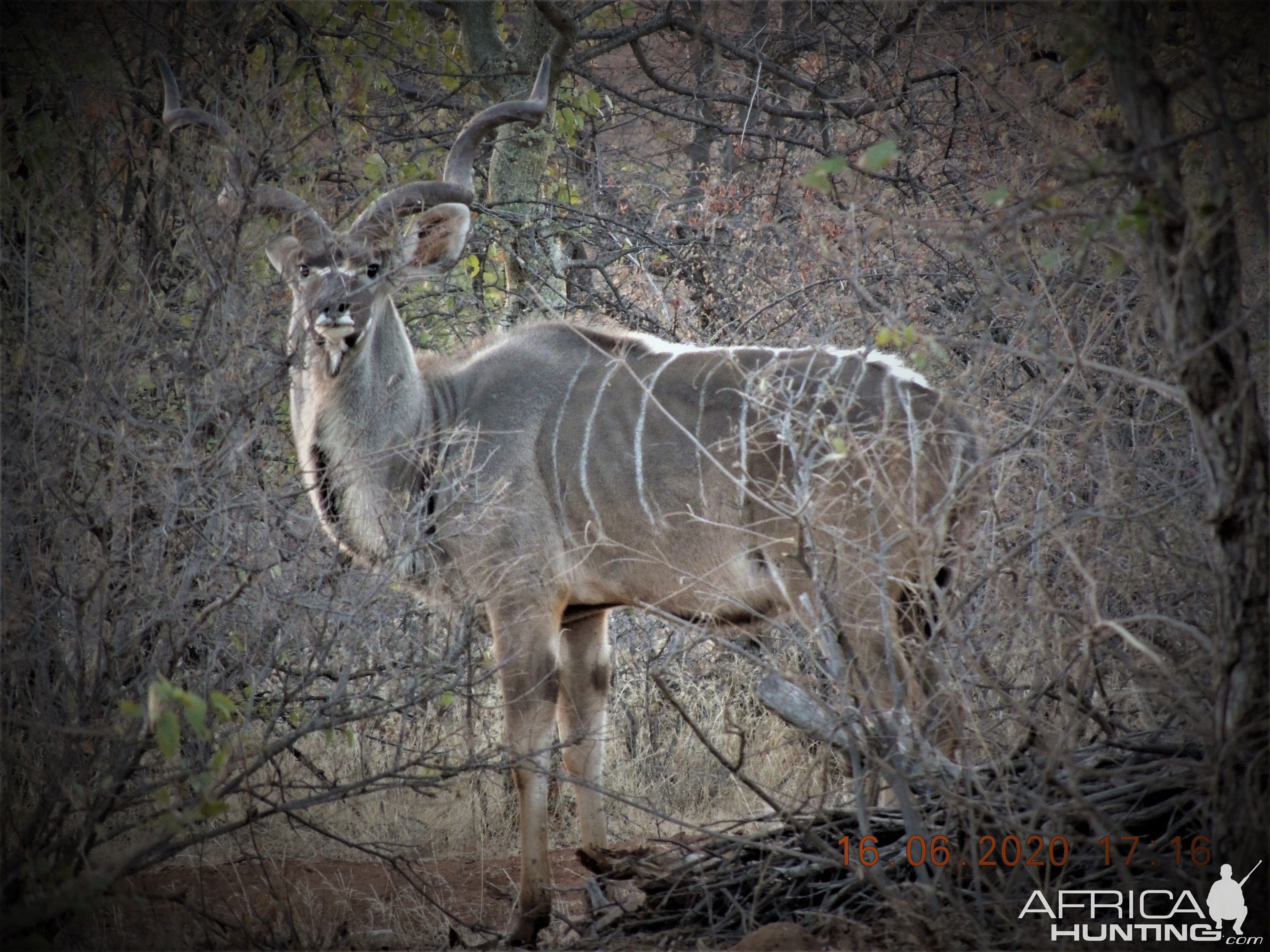 Kudu, South Africa