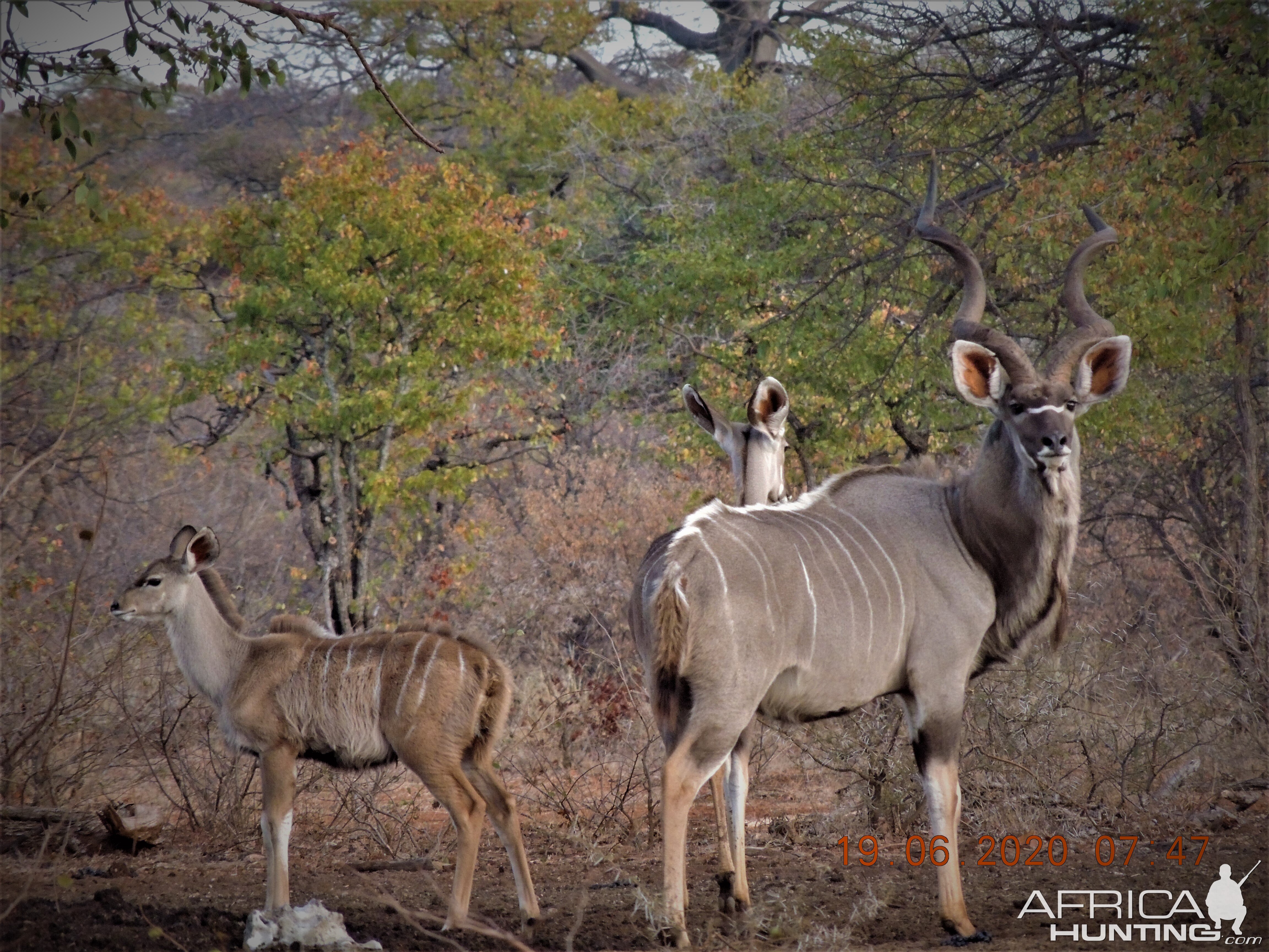 Kudu, South Africa