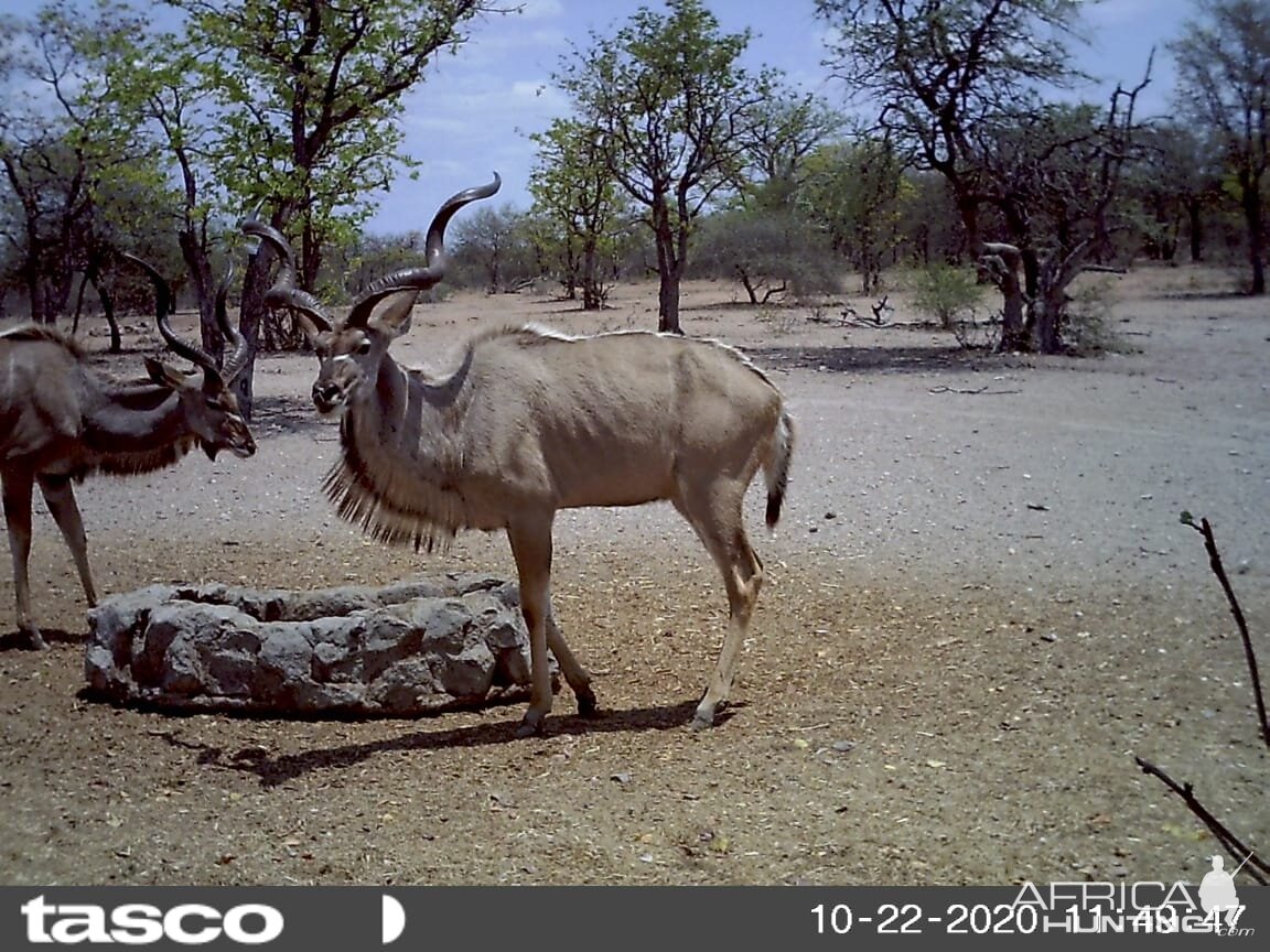 Kudu South Africa