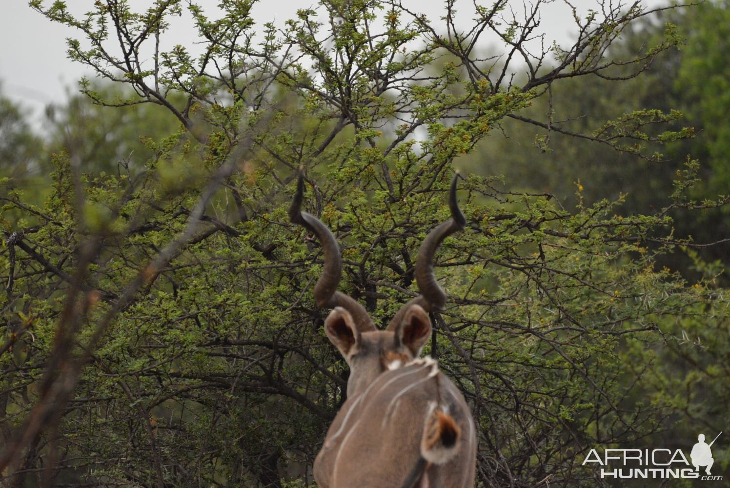 Kudu South Africa