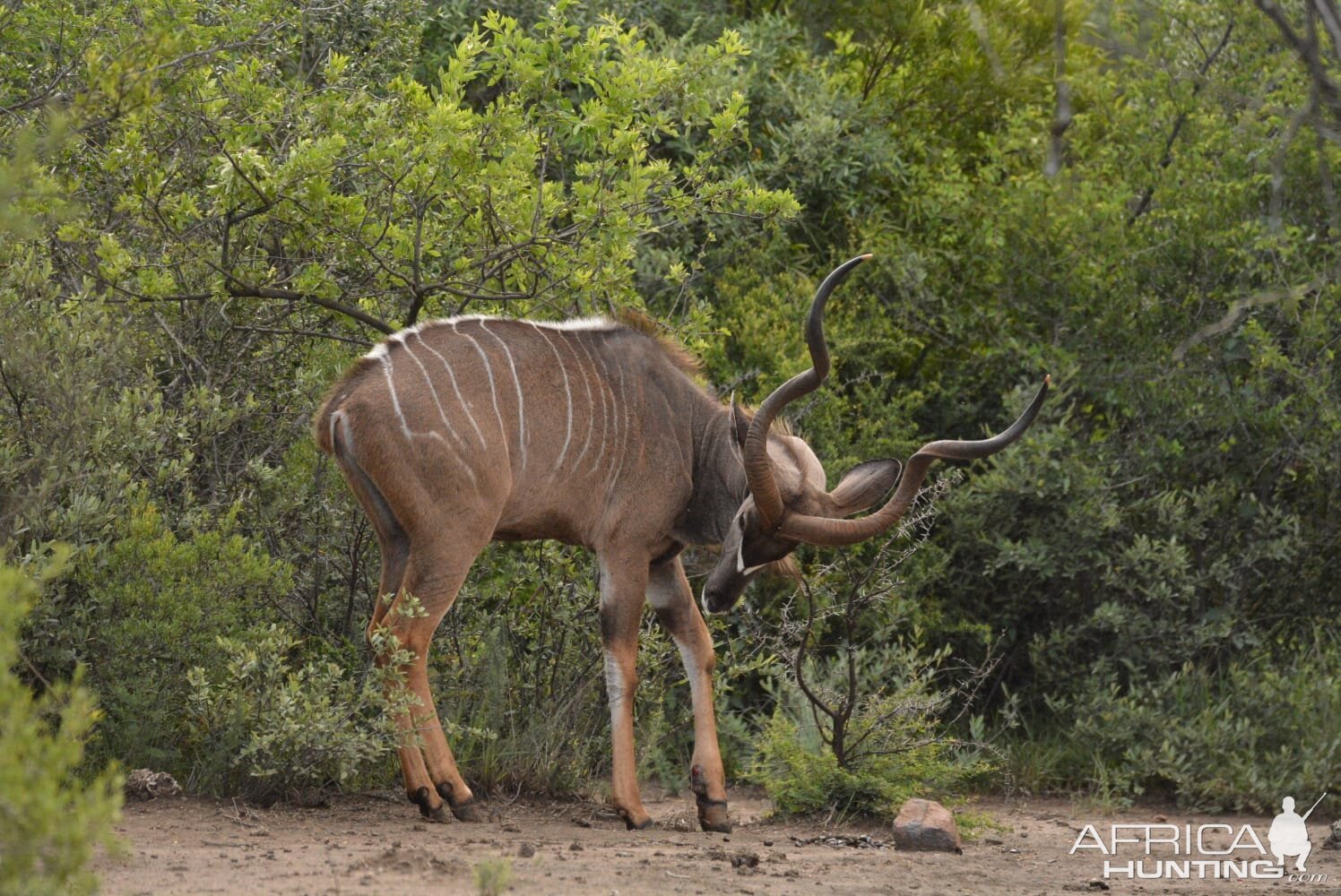 Kudu South Africa