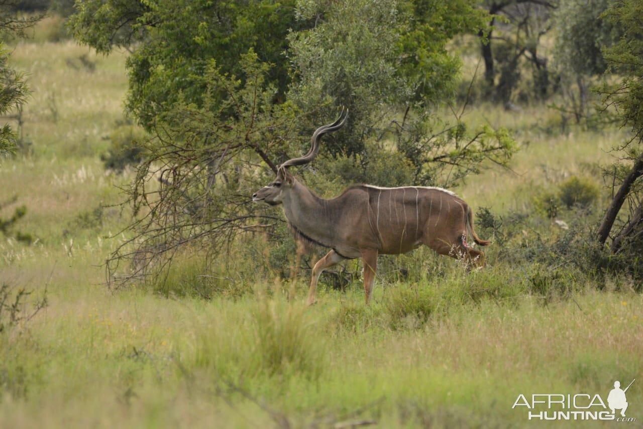 Kudu South Africa