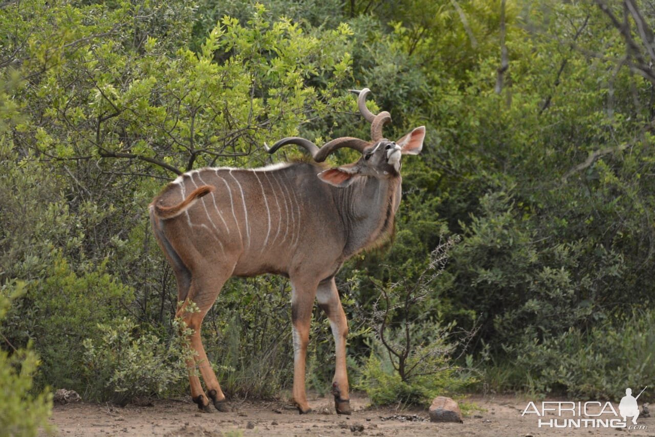 Kudu South Africa