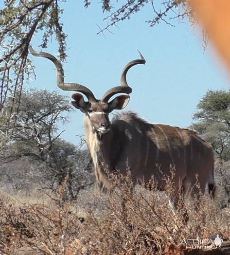 Kudu South Africa