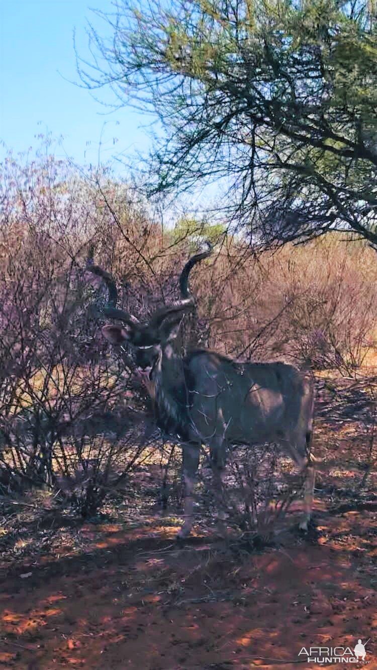 Kudu South Africa