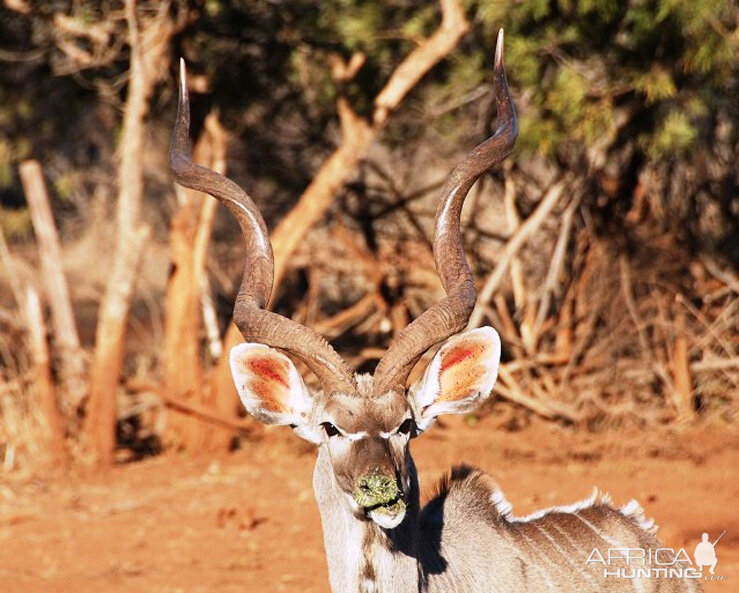 Kudu South Africa