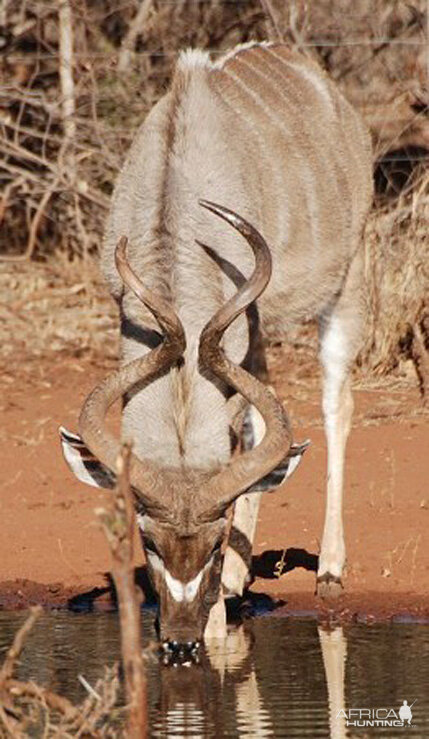 Kudu South Africa