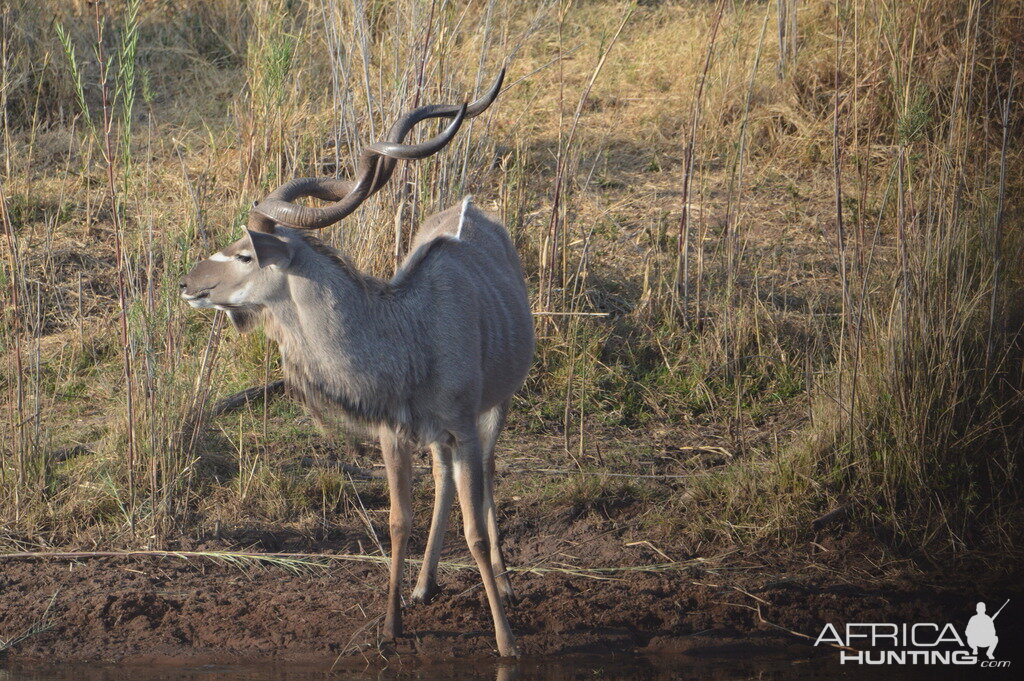 Kudu South Africa