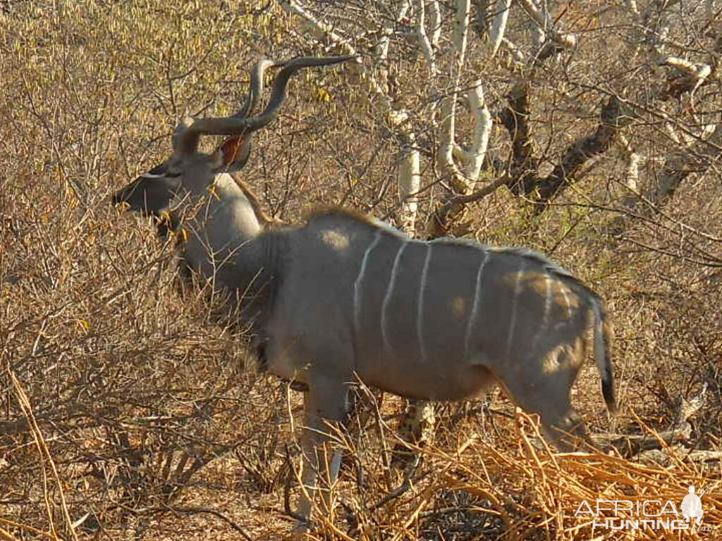 Kudu South Africa