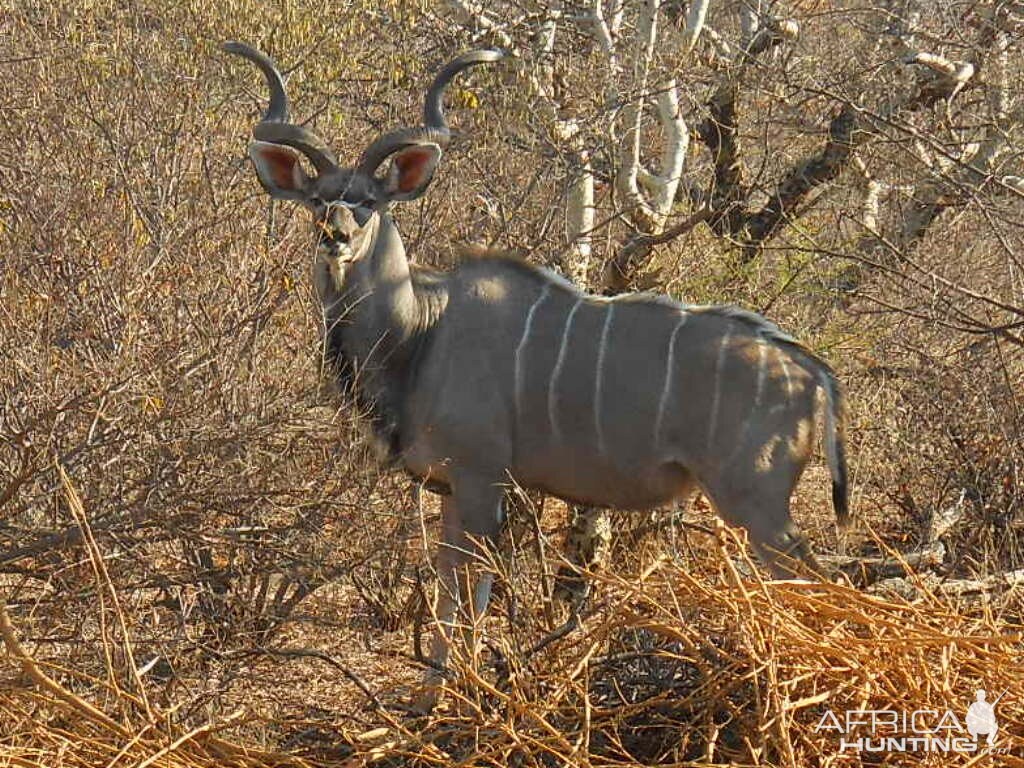 Kudu South Africa