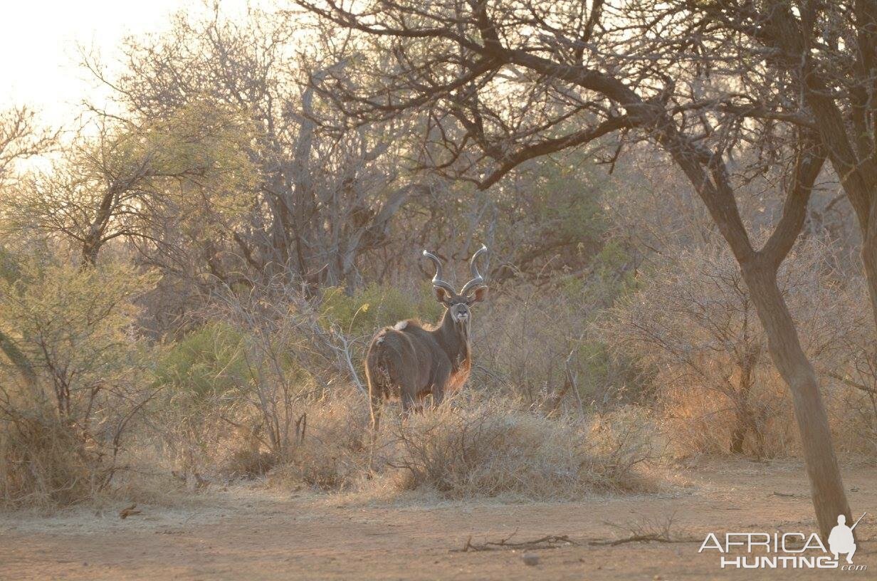 Kudu South Africa