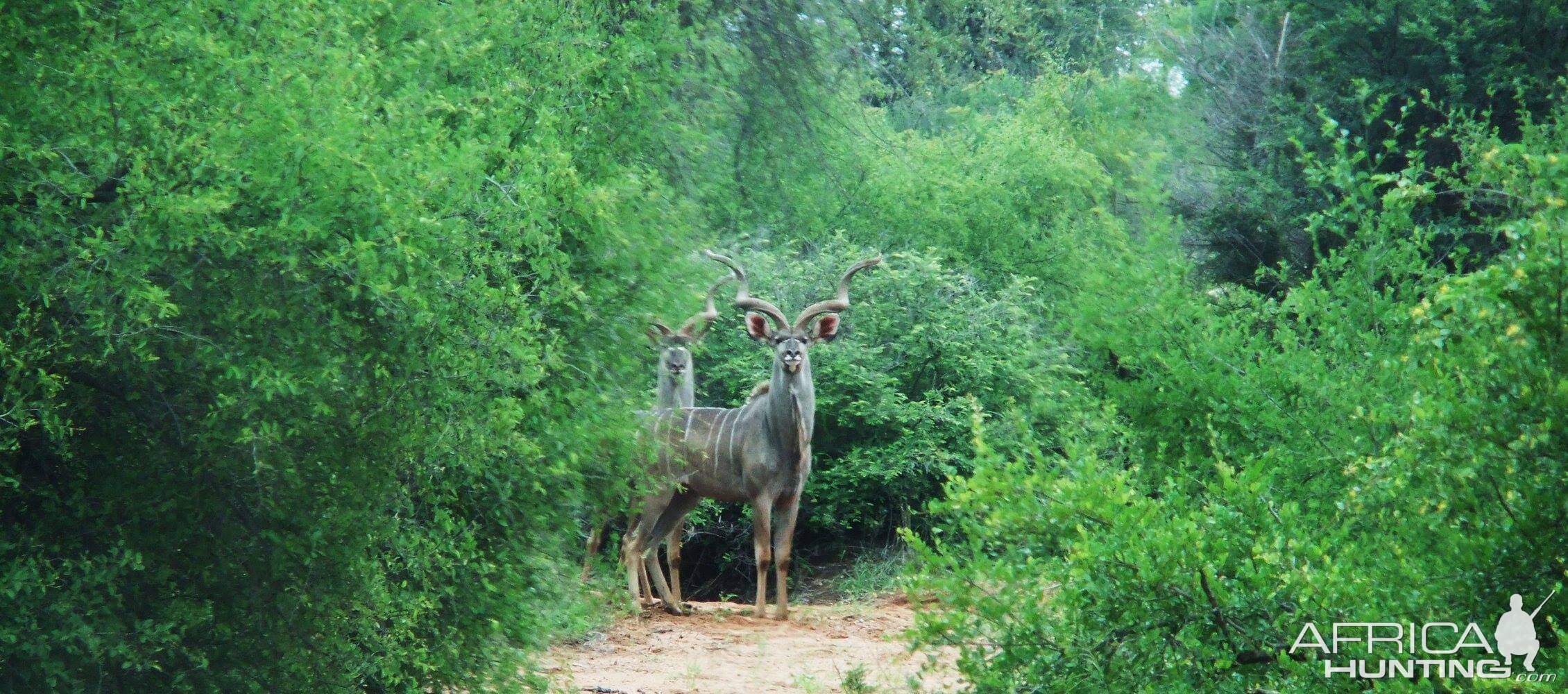 Kudu South Africa