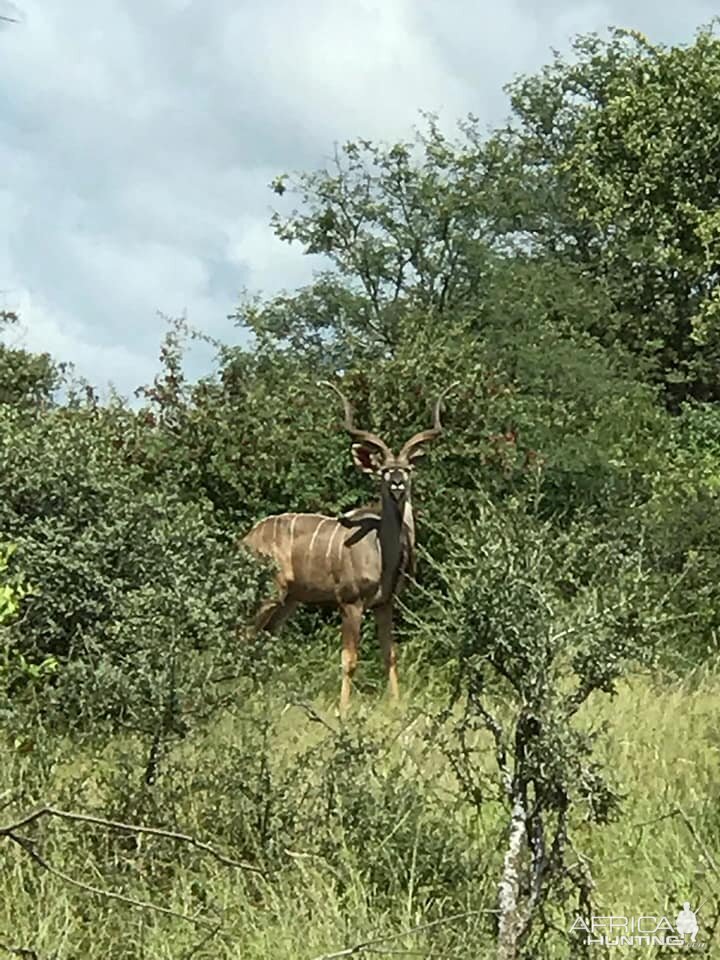 Kudu South Africa