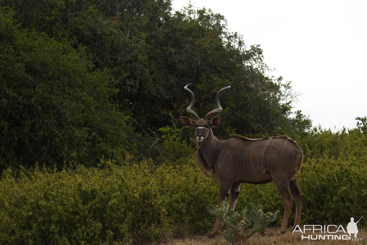 Kudu South Africa