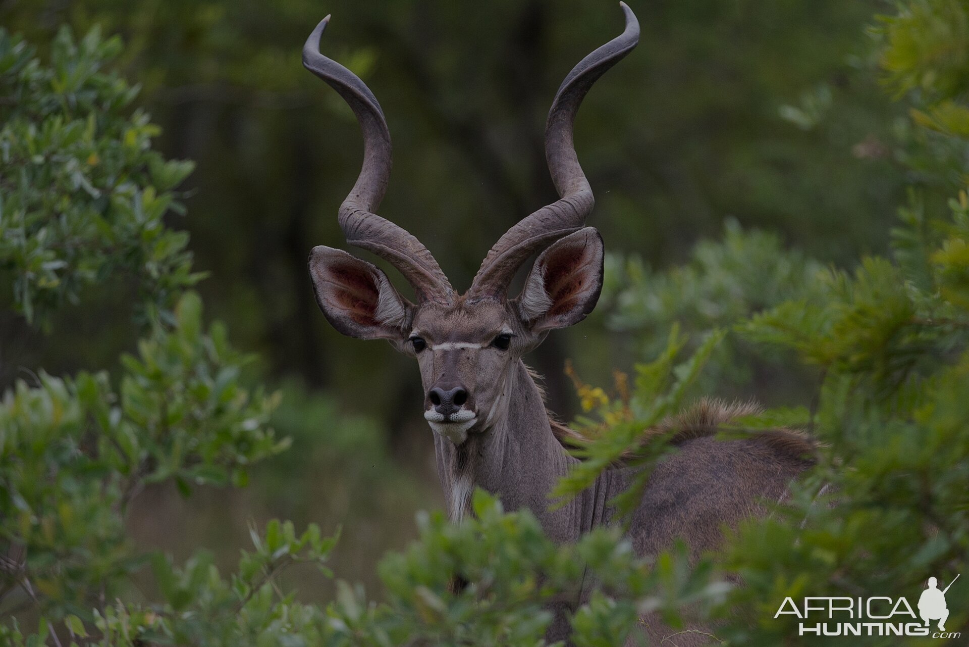 Kudu South Africa