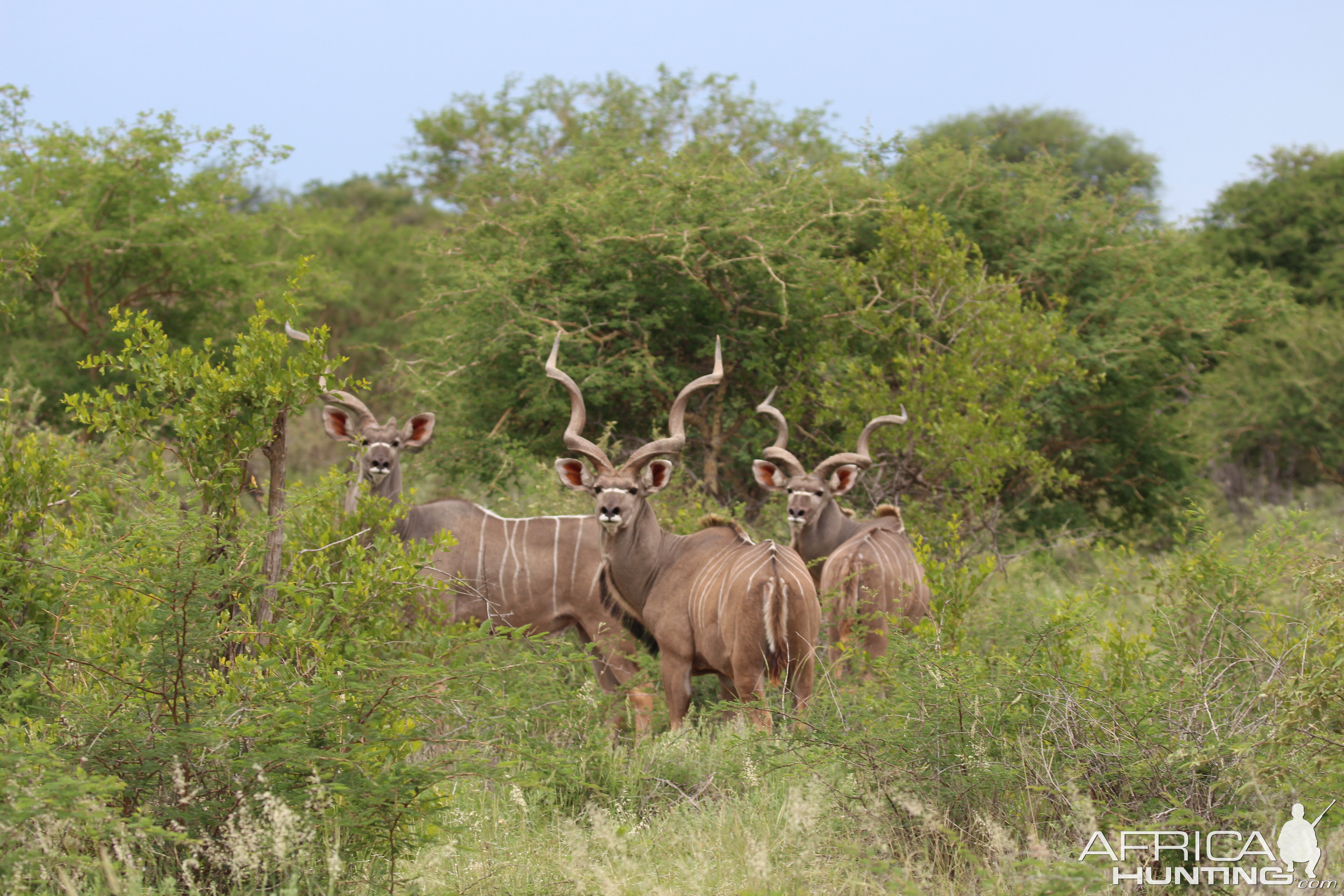 Kudu South Africa