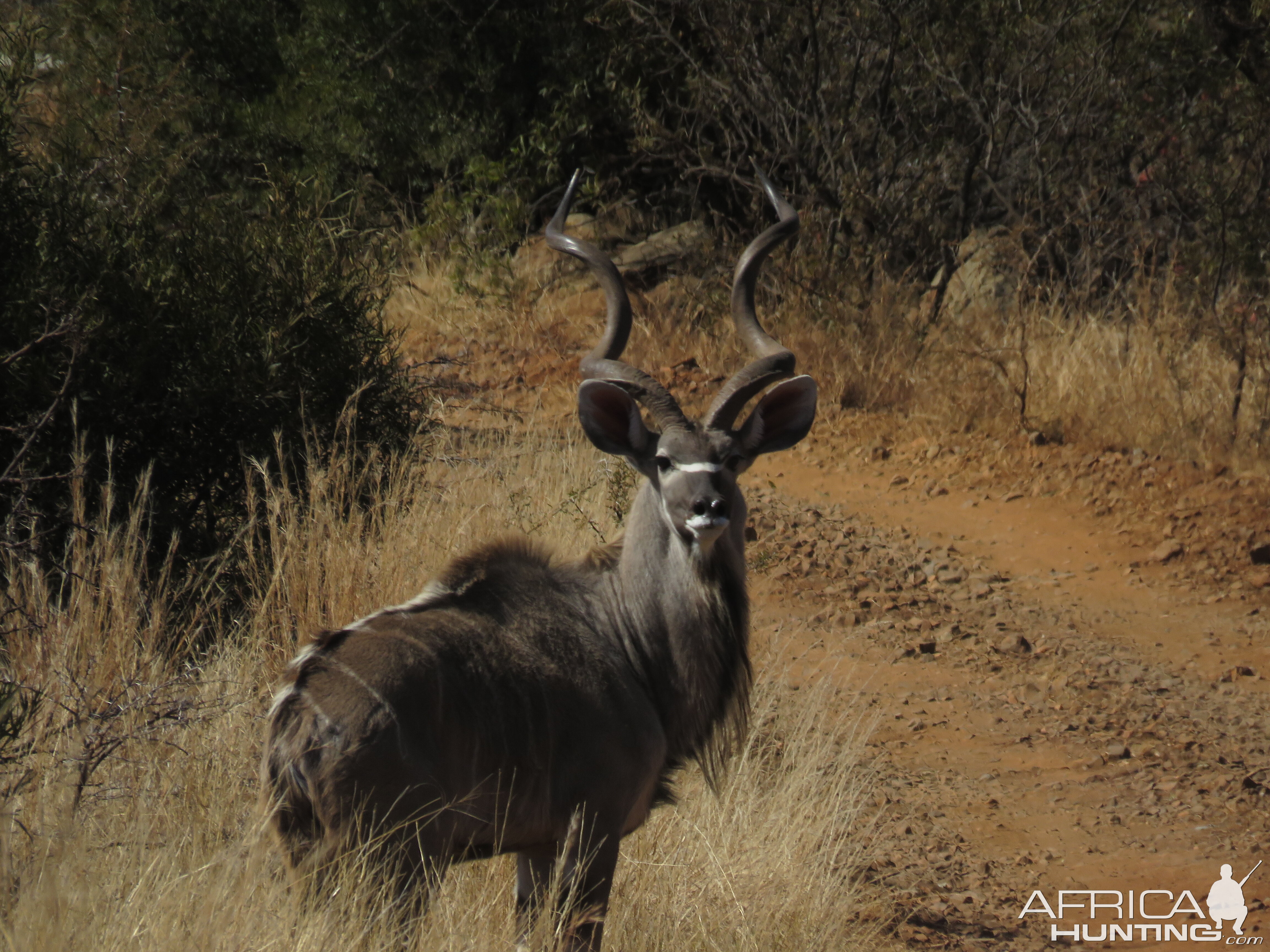 Kudu South Africa